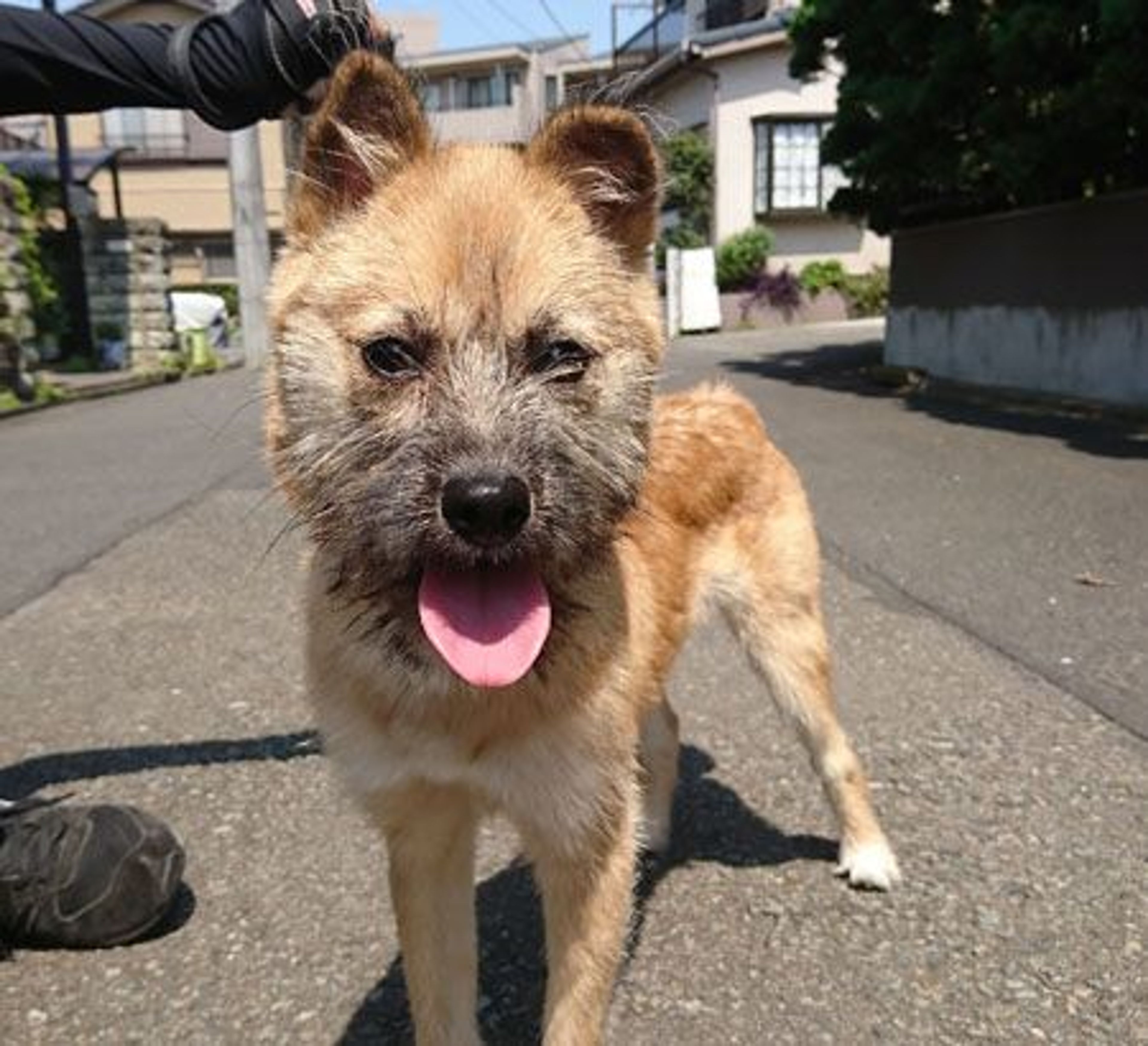 雑種（ミックス犬）・メスの里親募集の写真