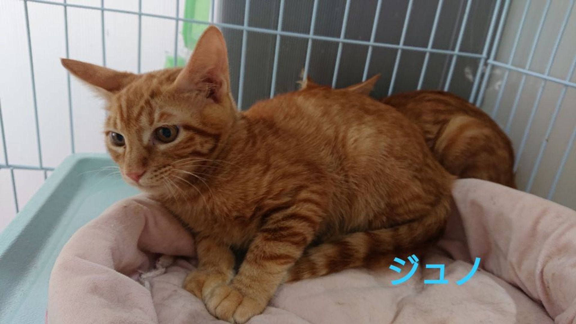 雑種（ミックス猫）・オスの里親募集の写真
