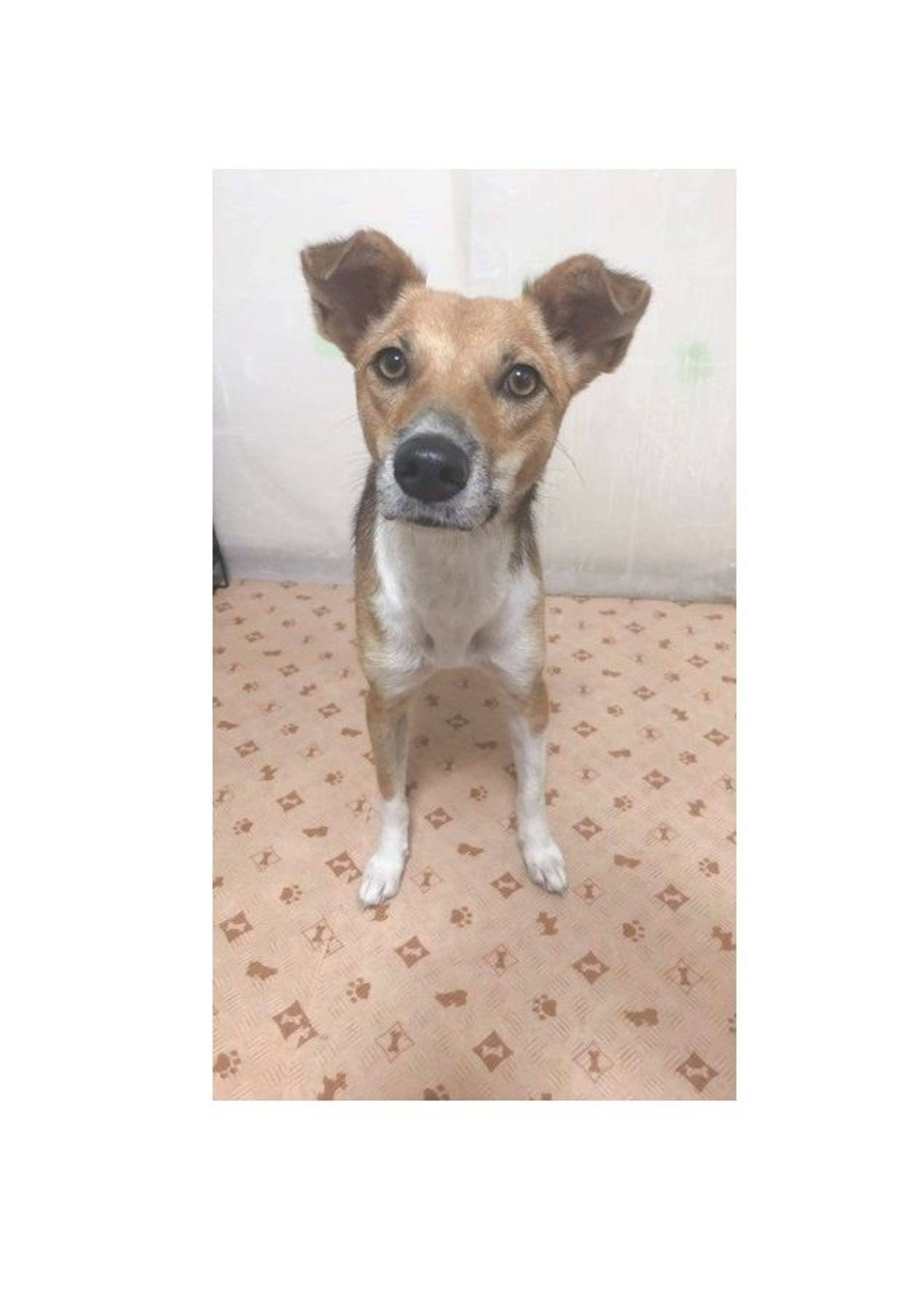 雑種（ミックス犬）・メスの里親募集の写真