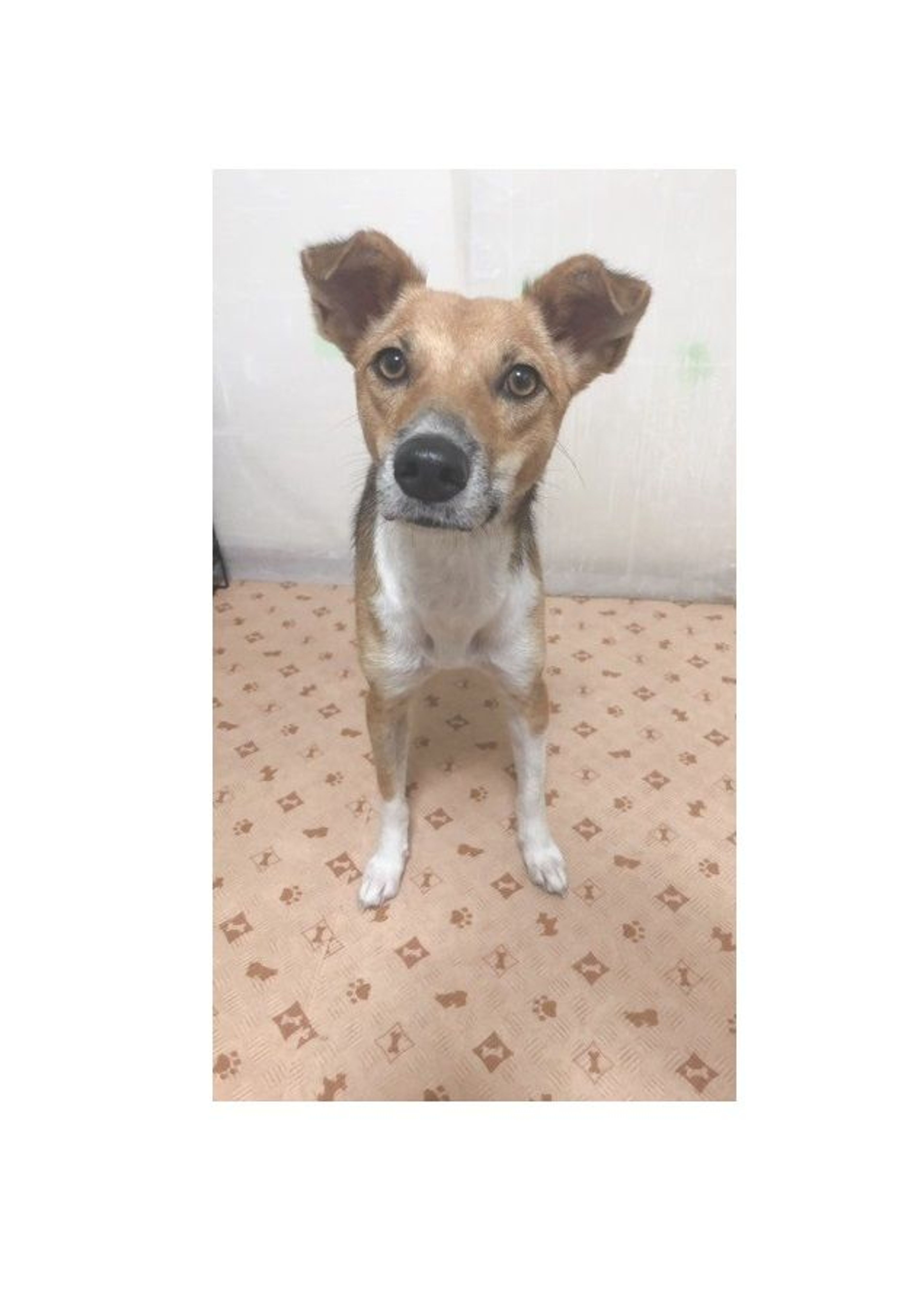 雑種（ミックス犬）・メスの里親募集の写真