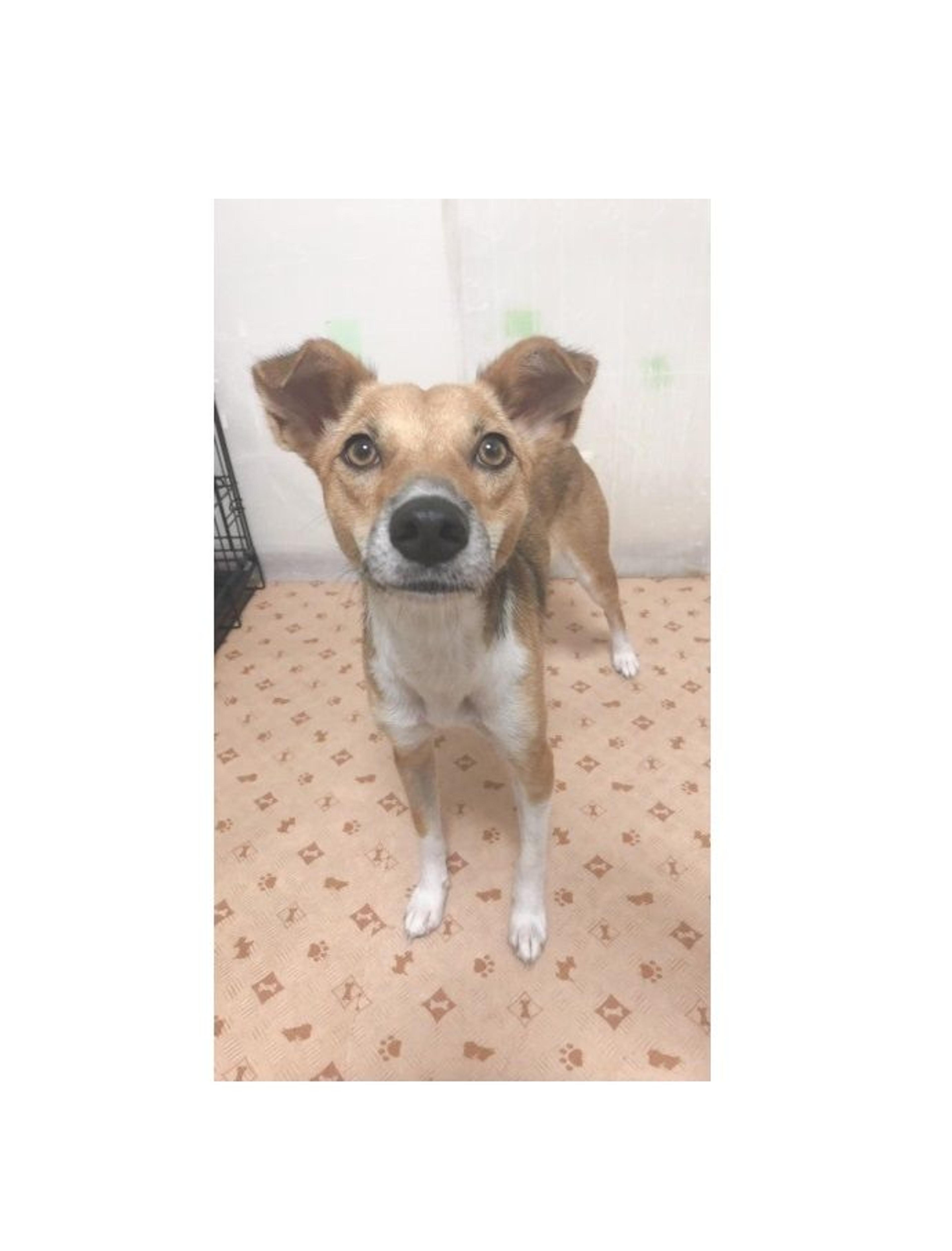 pet-image-2