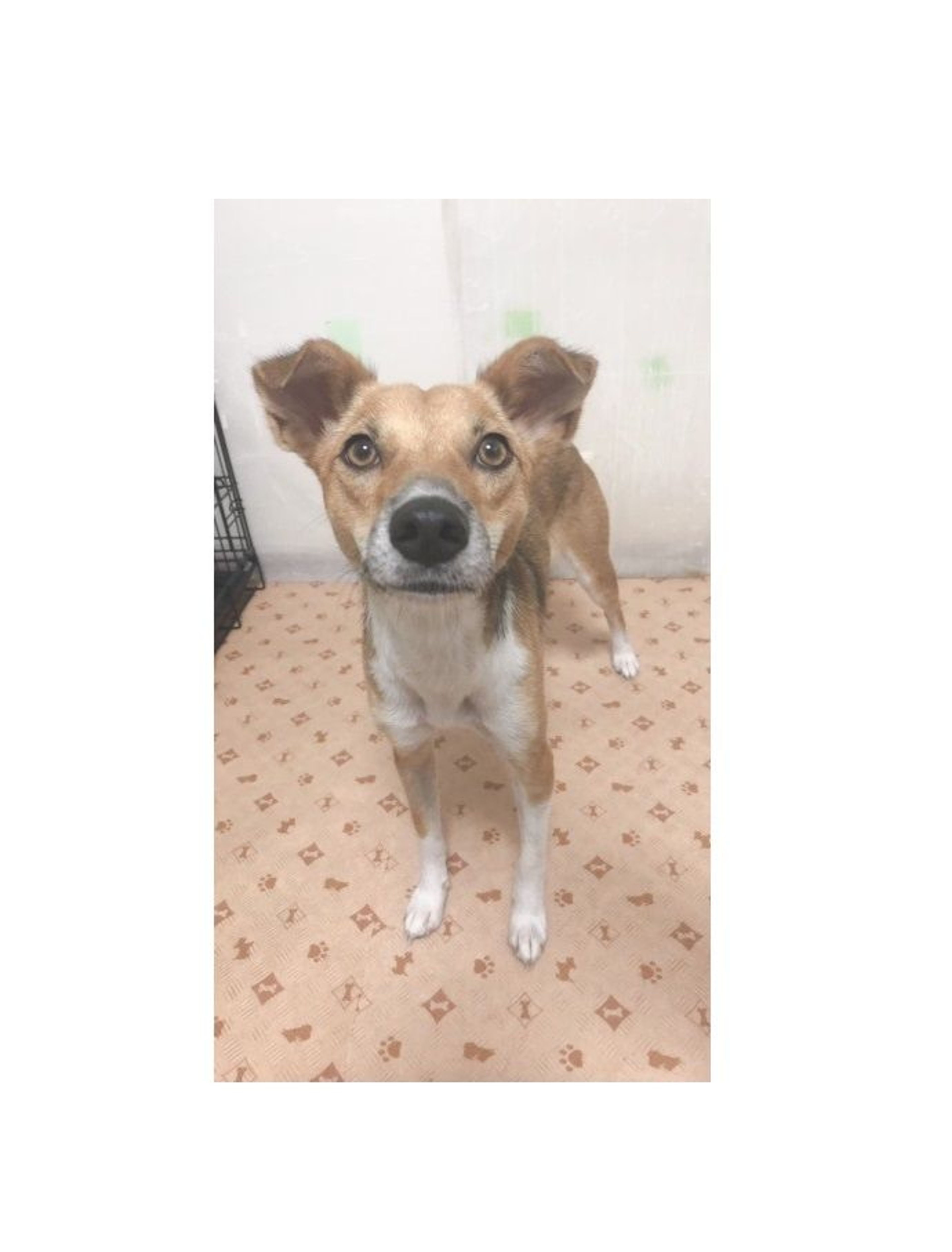 pet-image-2