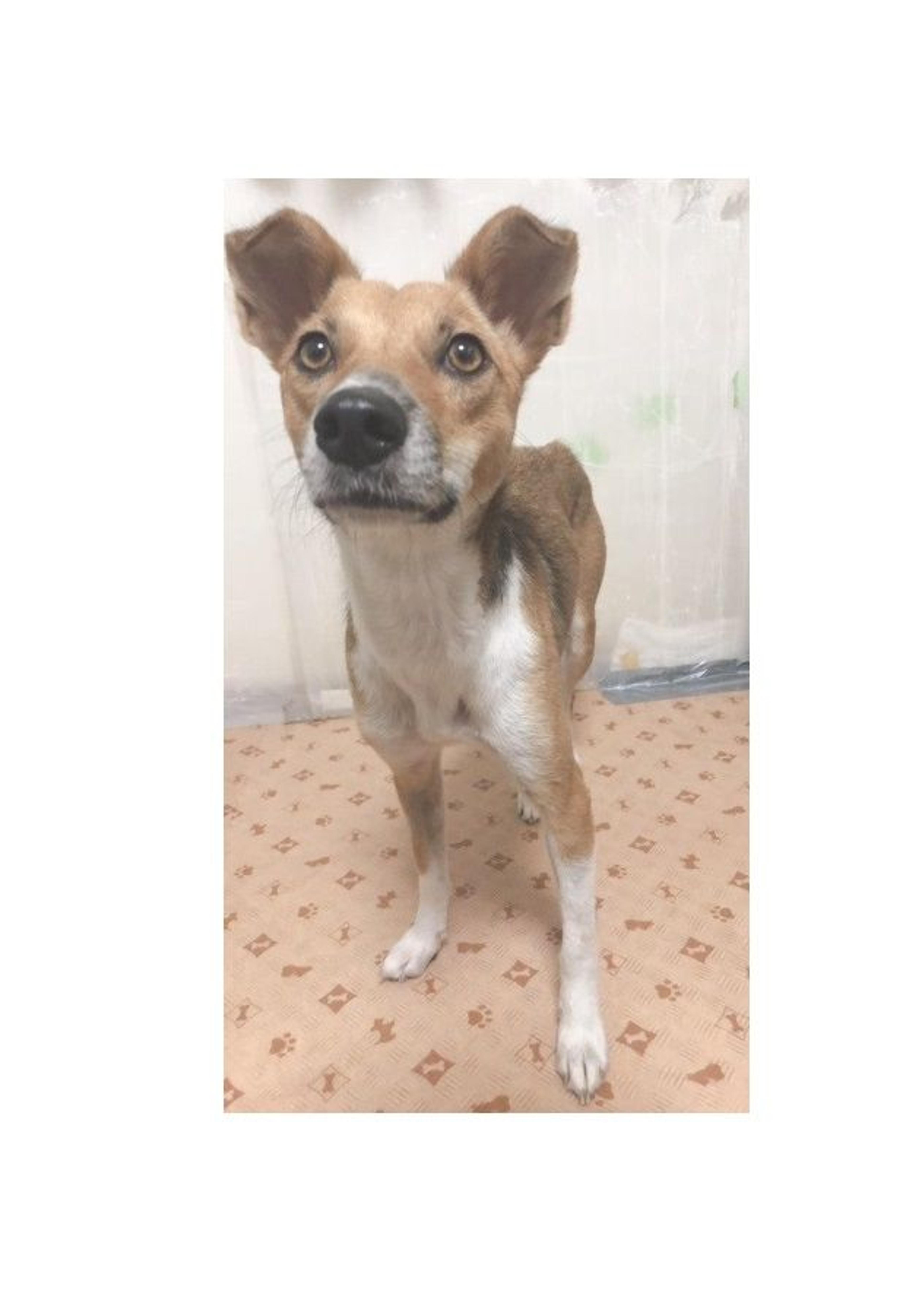 pet-image-3