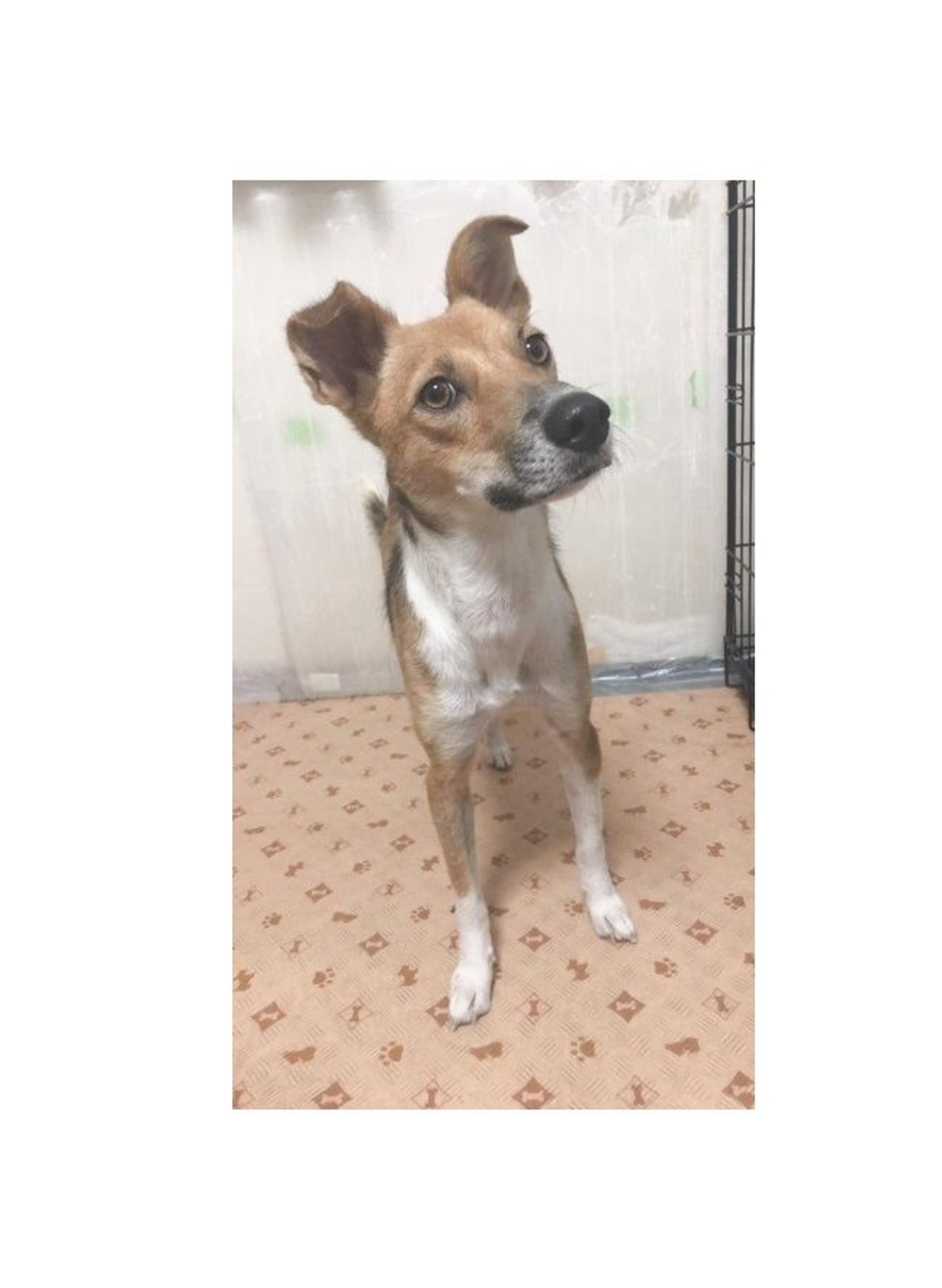 pet-image-4