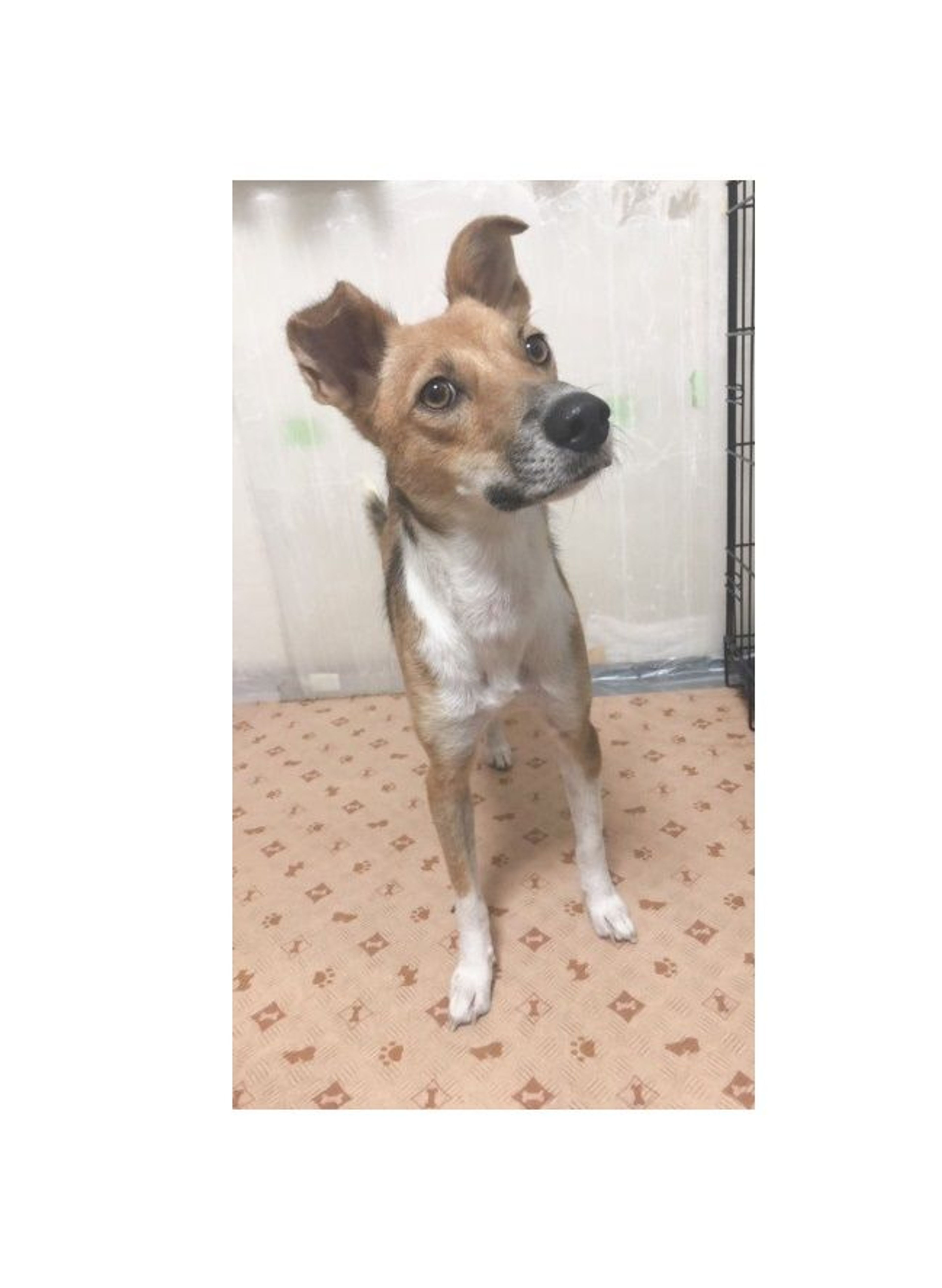 pet-image-4