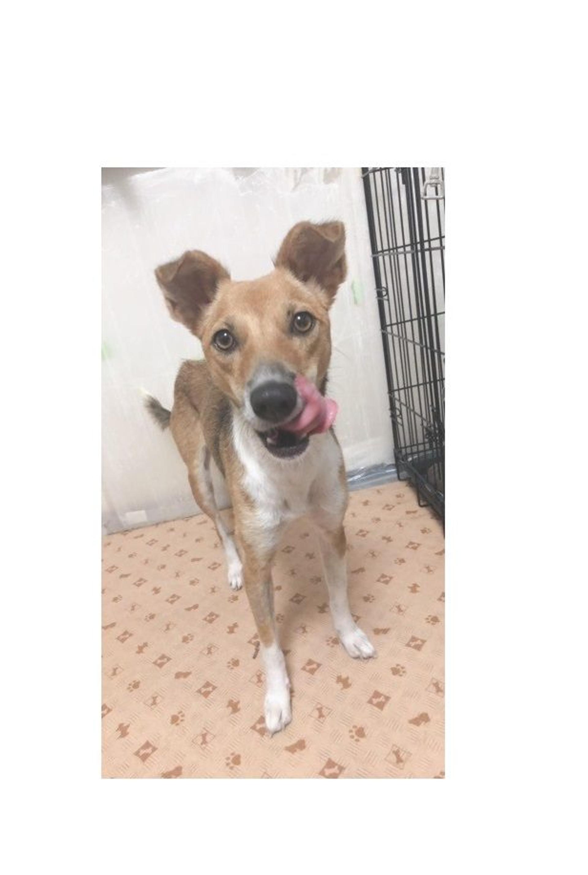 pet-image-5