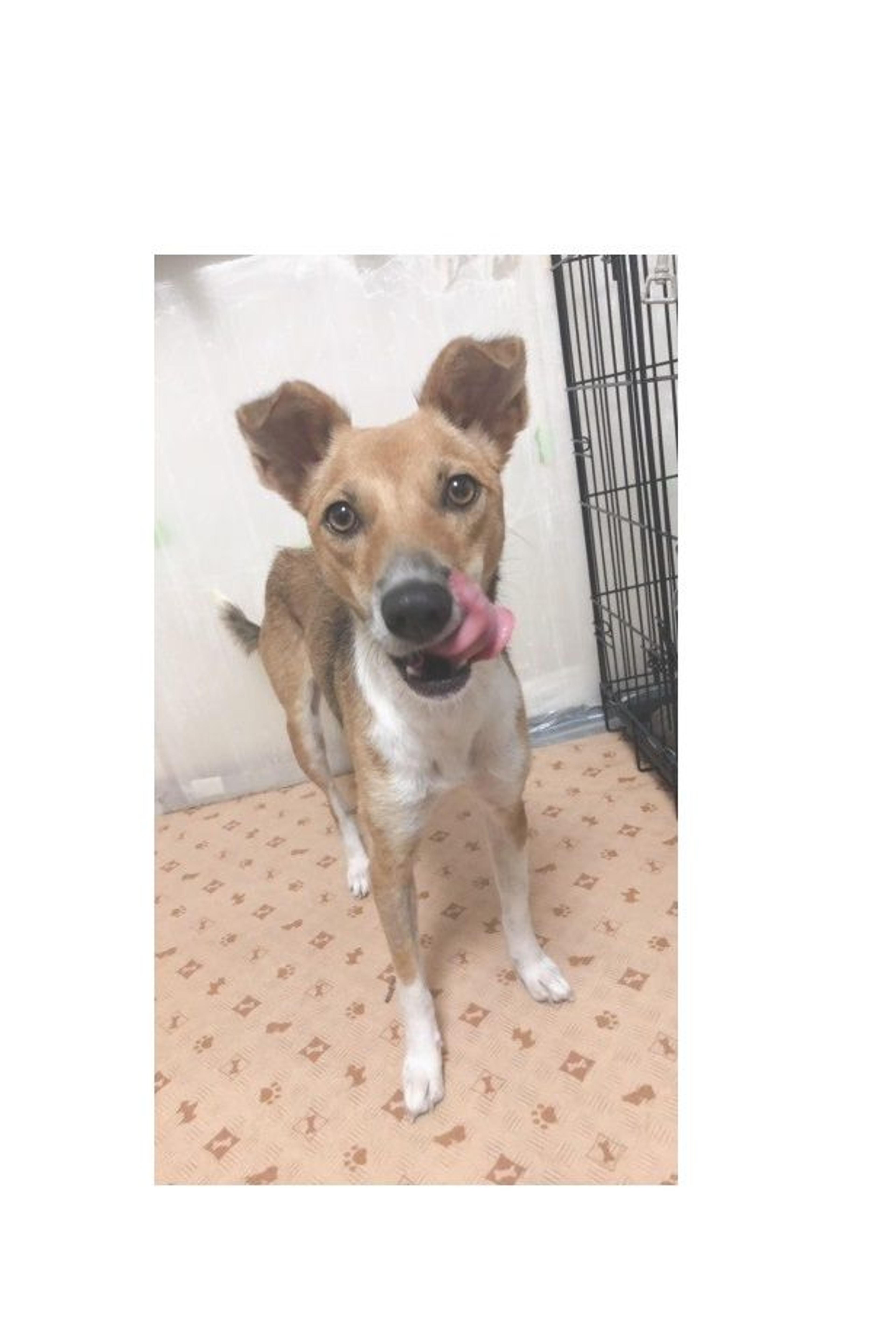 pet-image-5