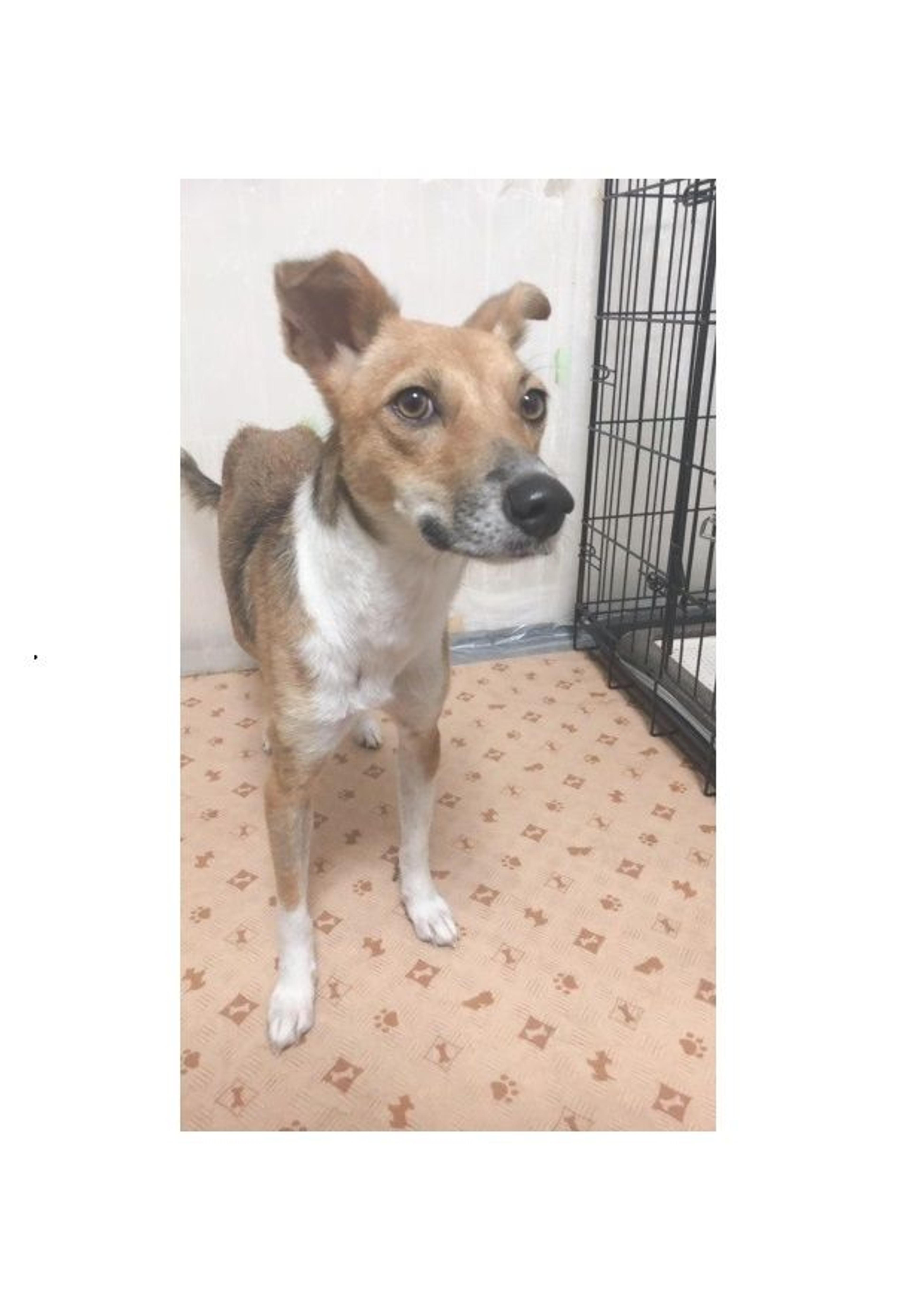 pet-image-6