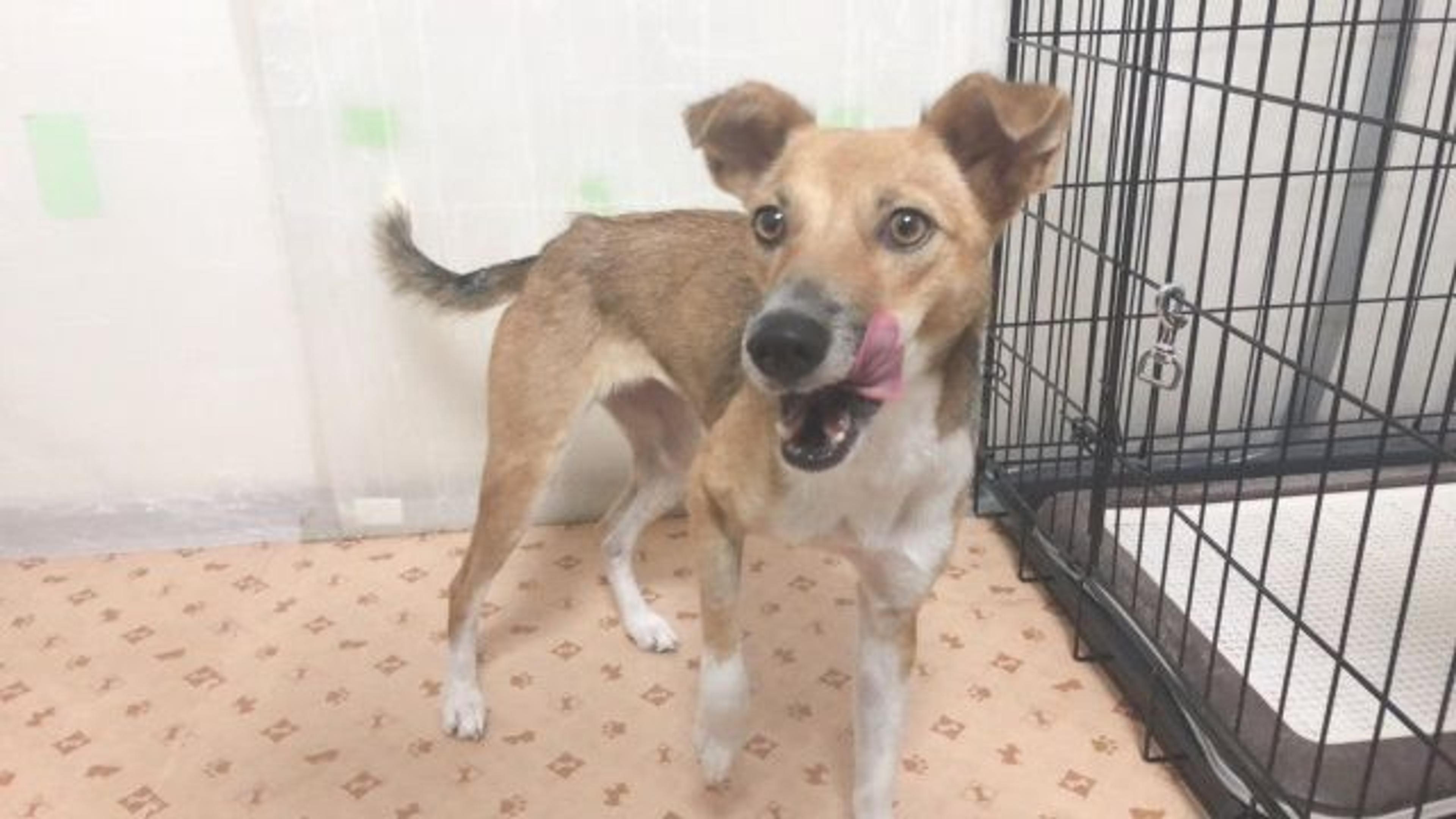 pet-image-7