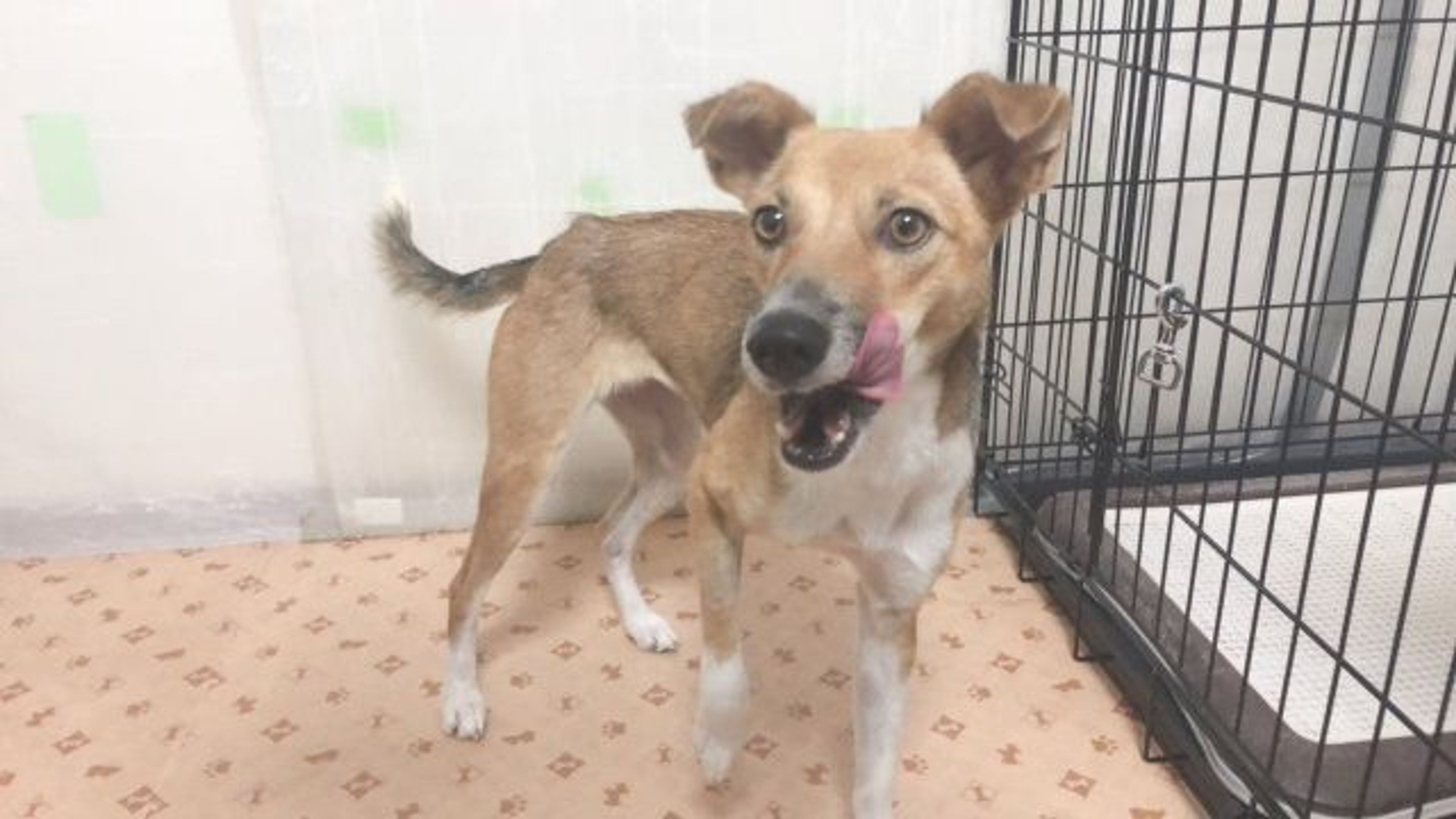 pet-image-7