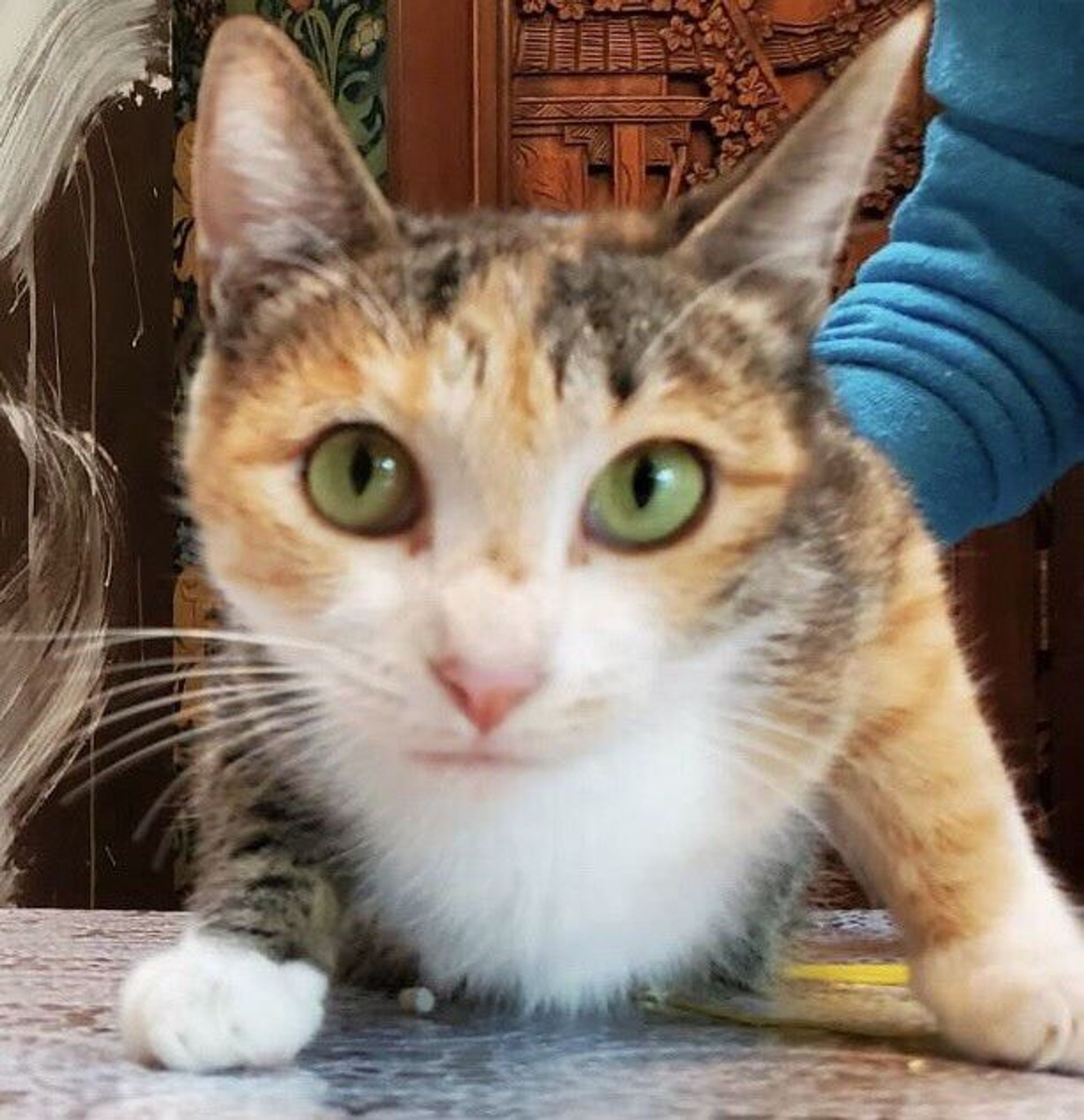 雑種（ミックス猫）・メスの里親募集の写真