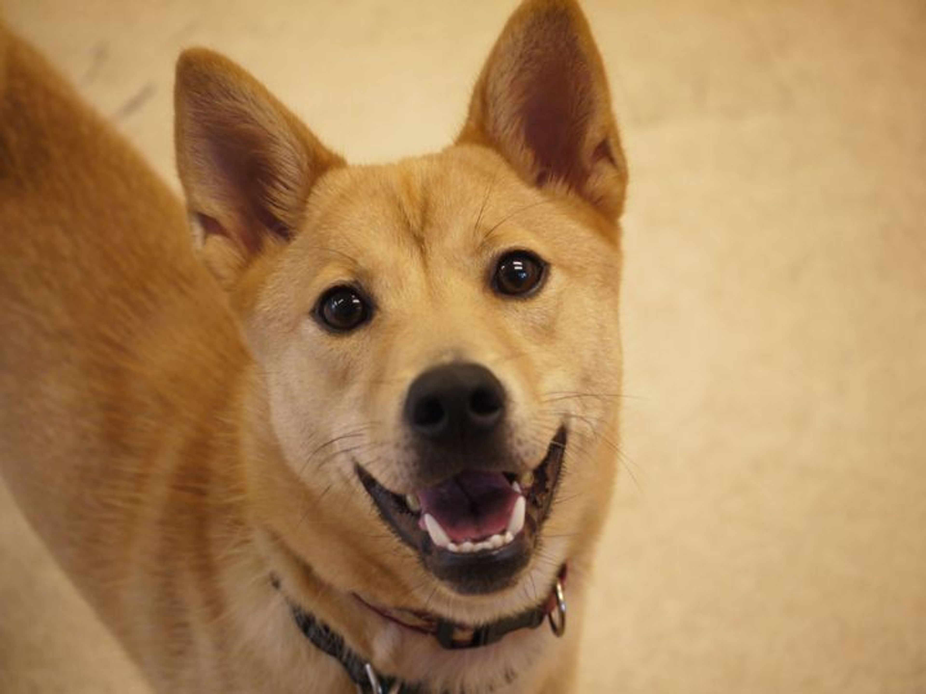 雑種（ミックス犬）・メスの里親募集の写真