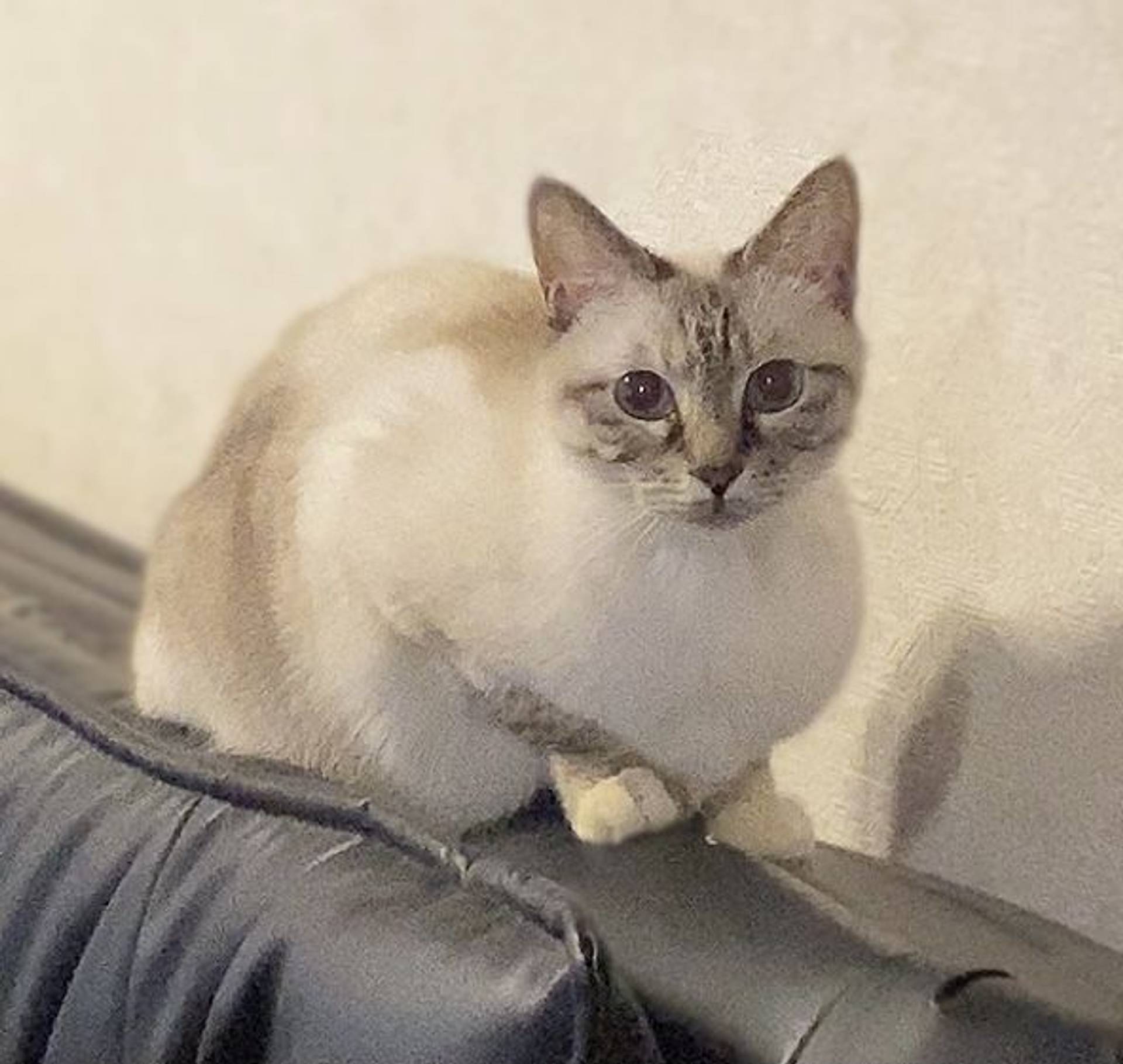 雑種（ミックス猫）・メスの里親募集の写真