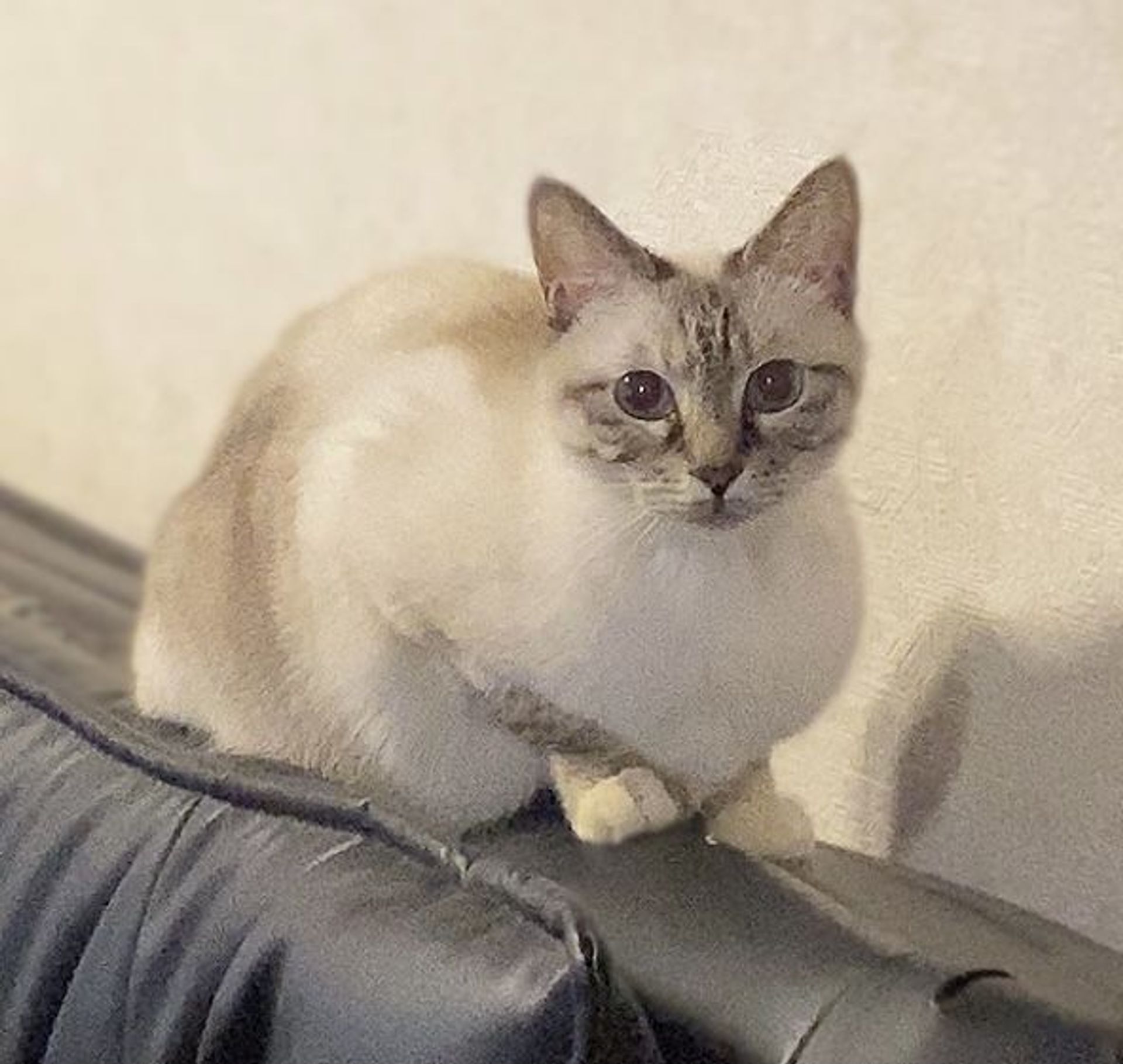雑種（ミックス猫）・メスの里親募集の写真