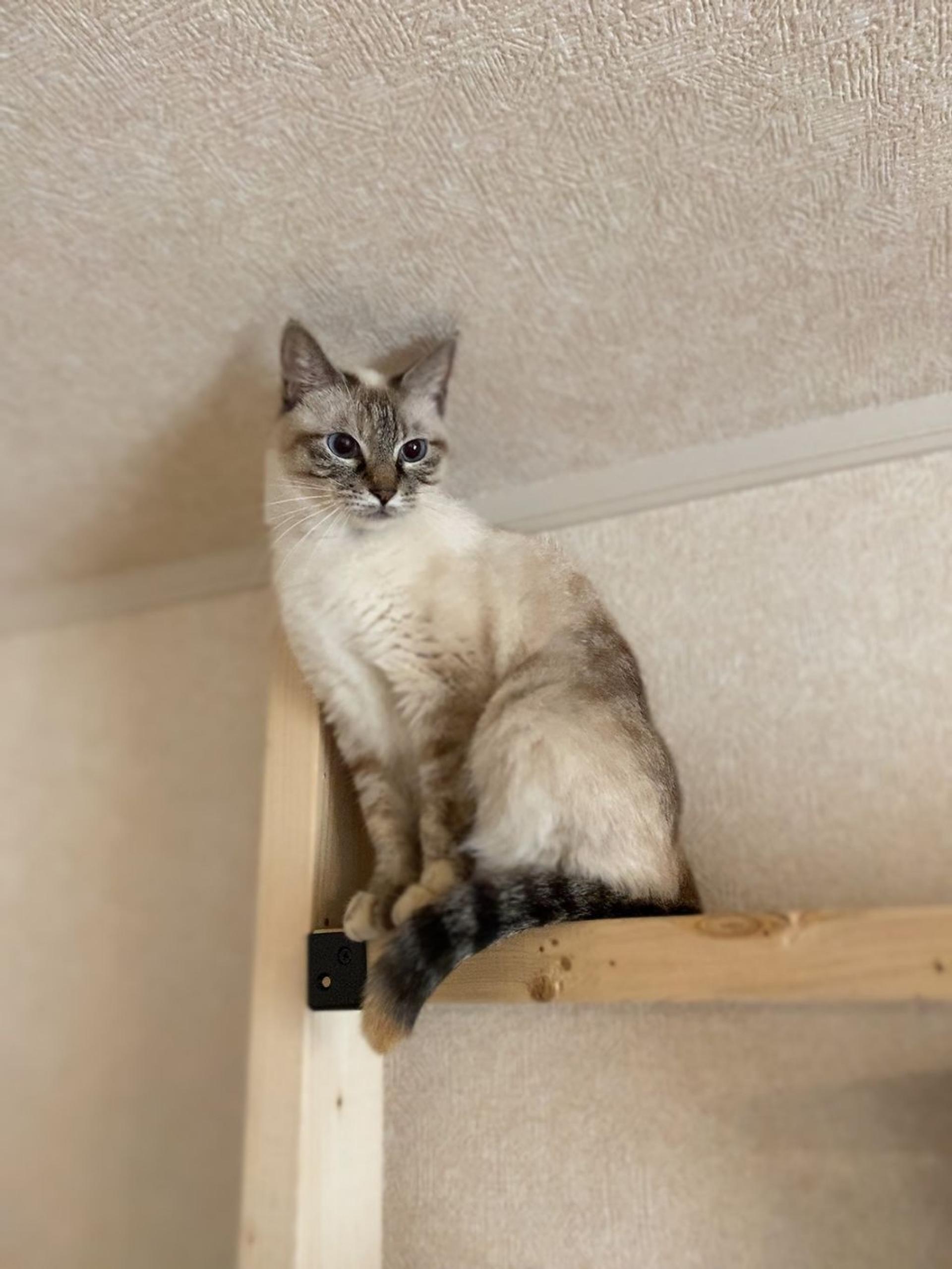 pet-image-3