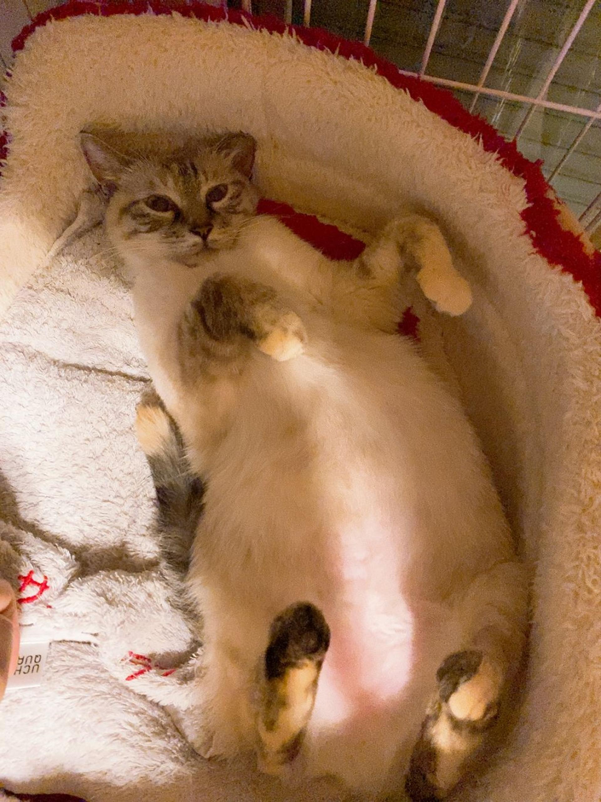 pet-image-5
