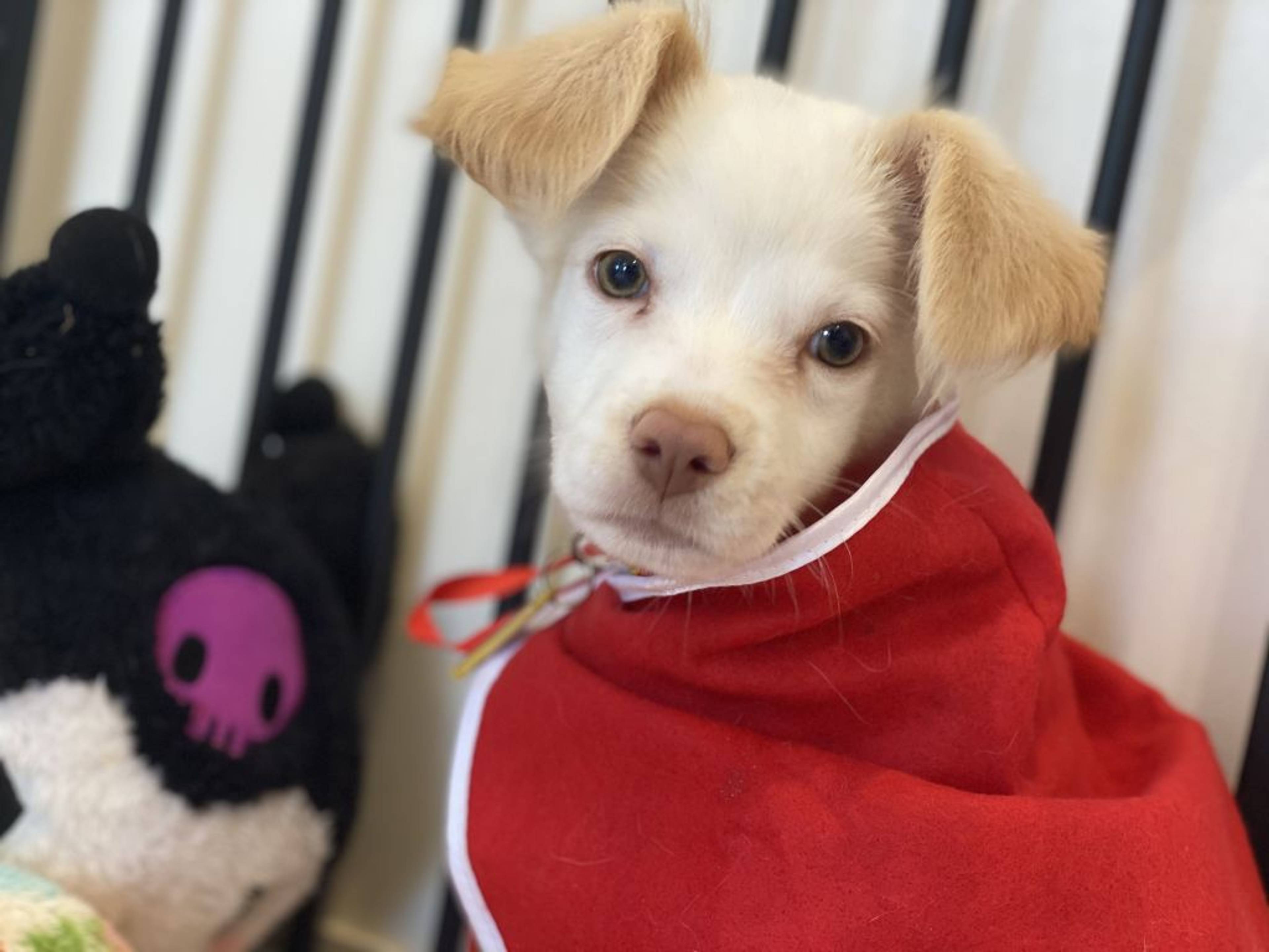 雑種（ミックス犬）・メスの里親募集の写真