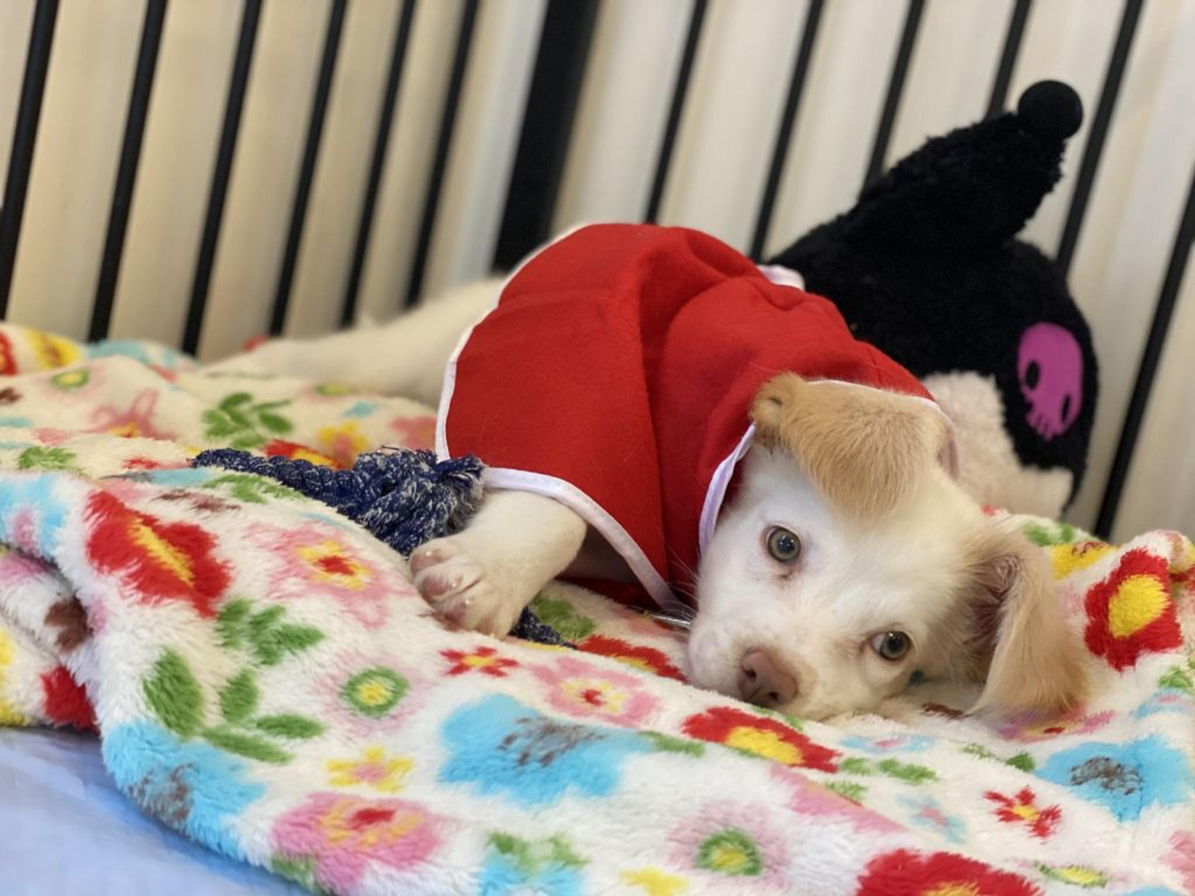 pet-image-3