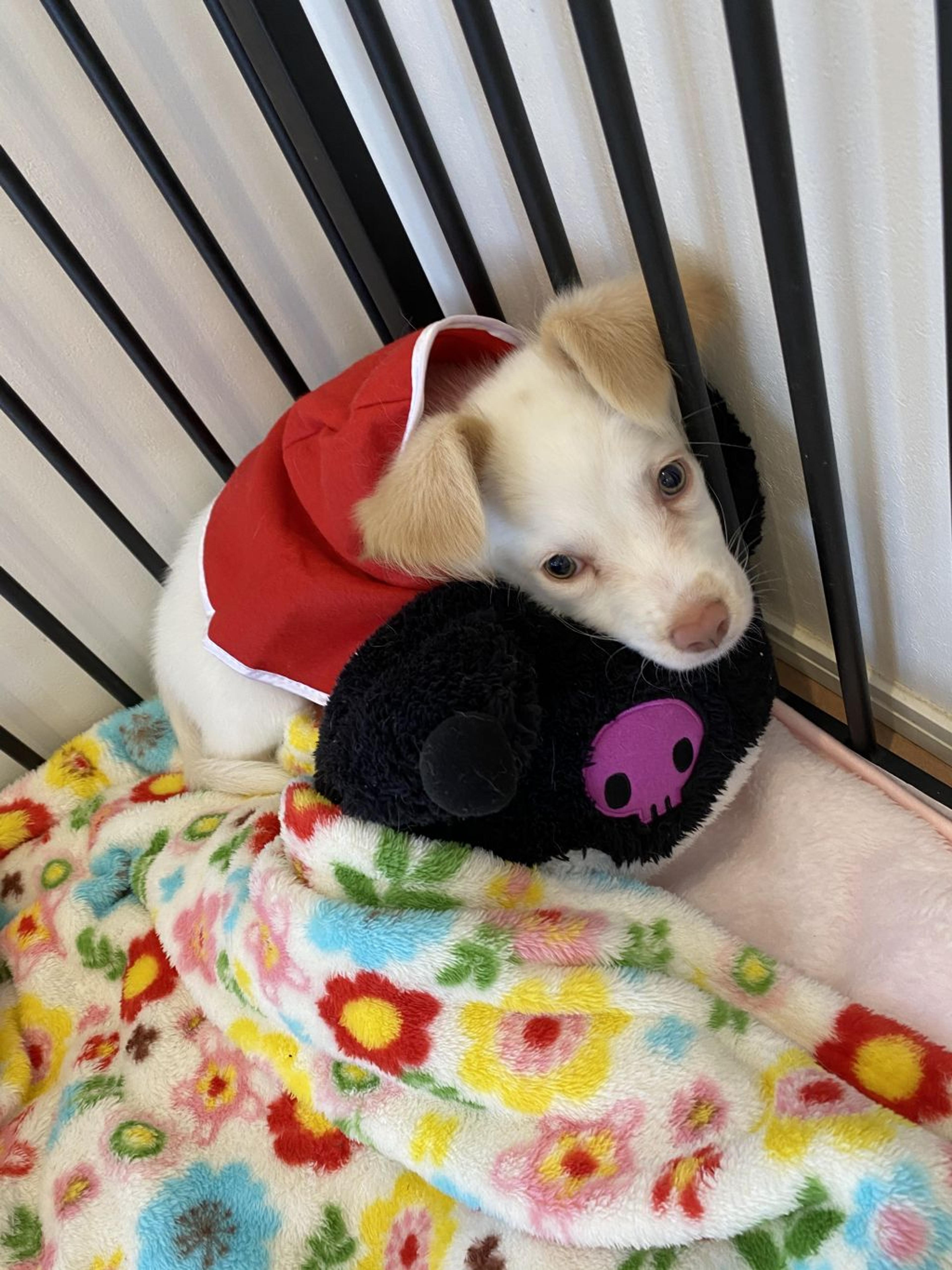 pet-image-4