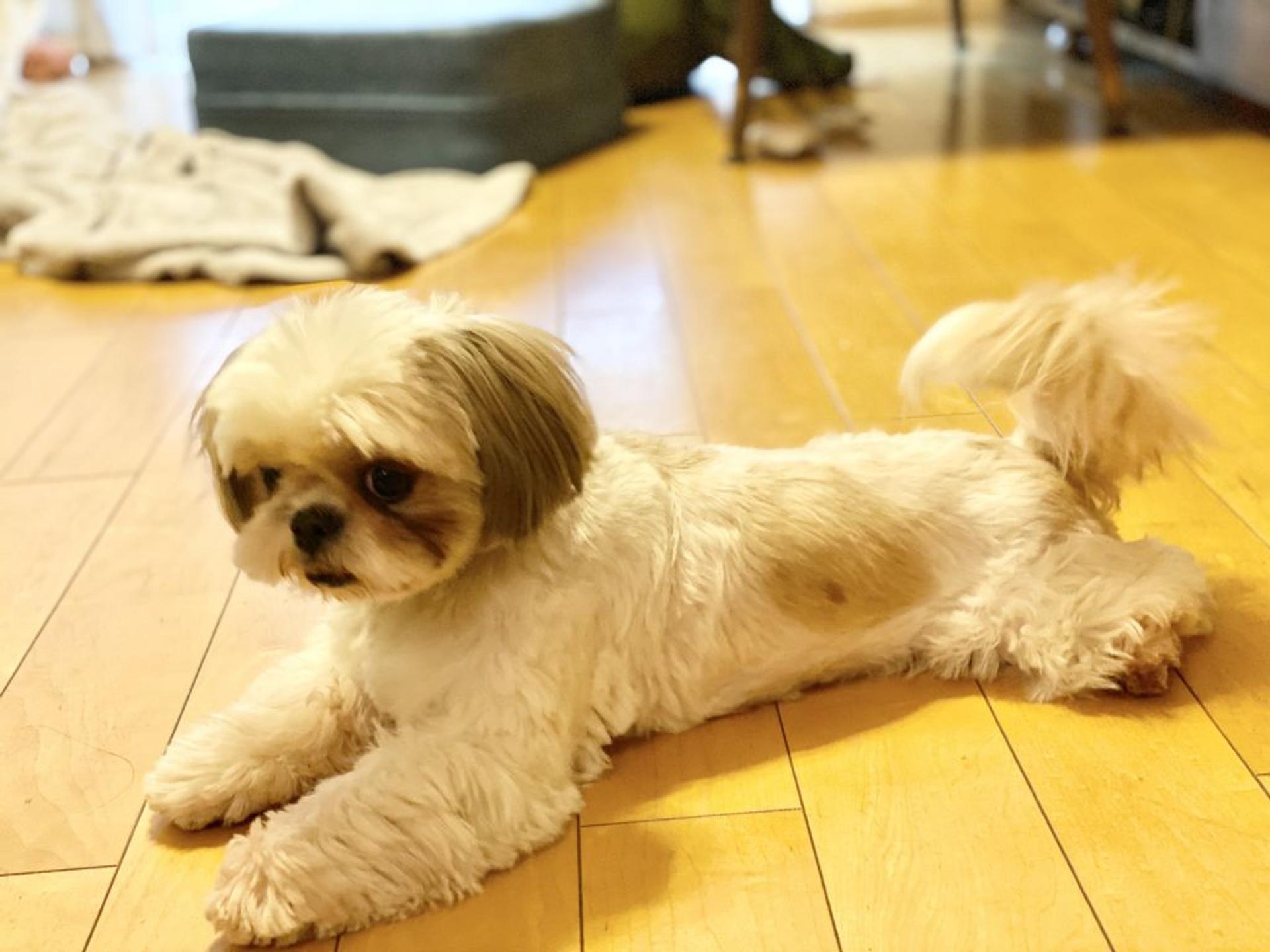 pet-image-2