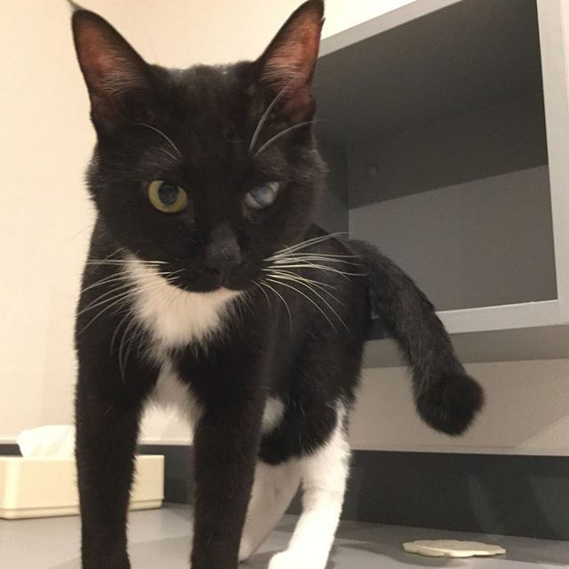 雑種（ミックス猫）・オスの里親募集の写真