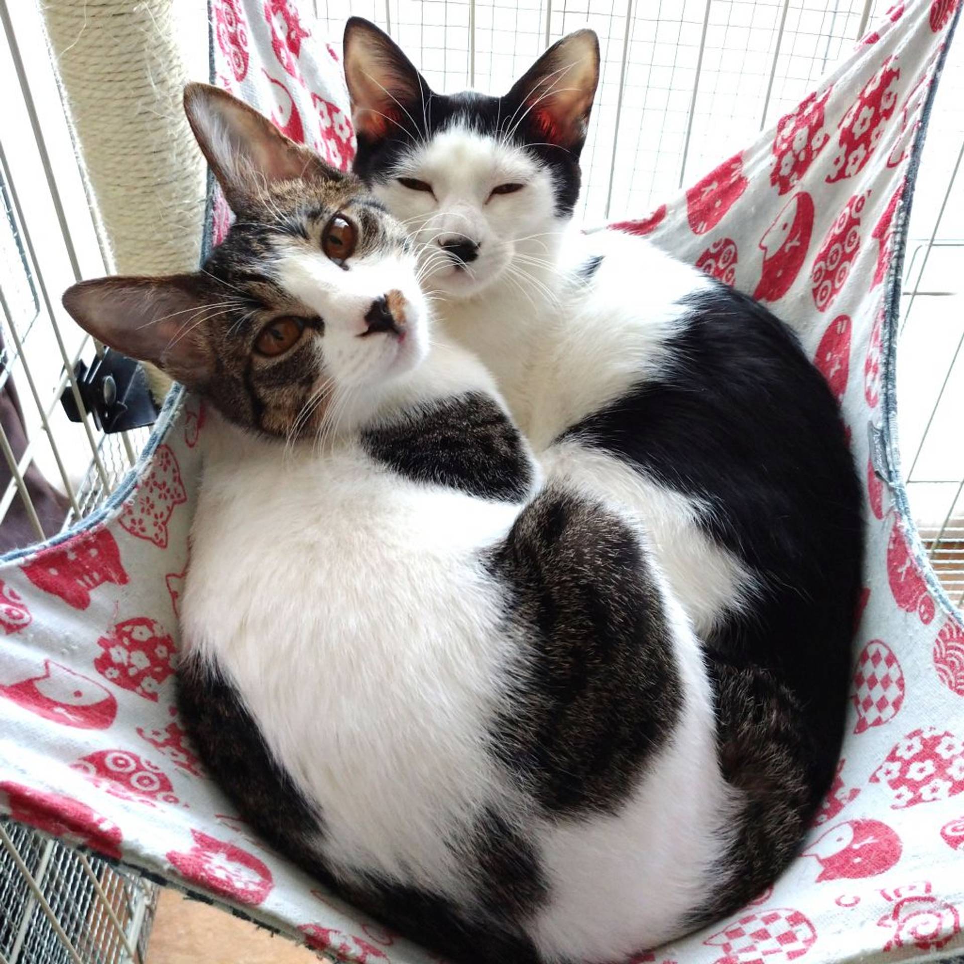 雑種（ミックス猫）・メスの里親募集の写真