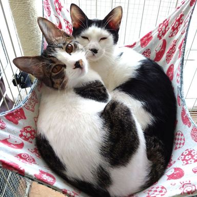 ちまき♀&だんご♀の写真