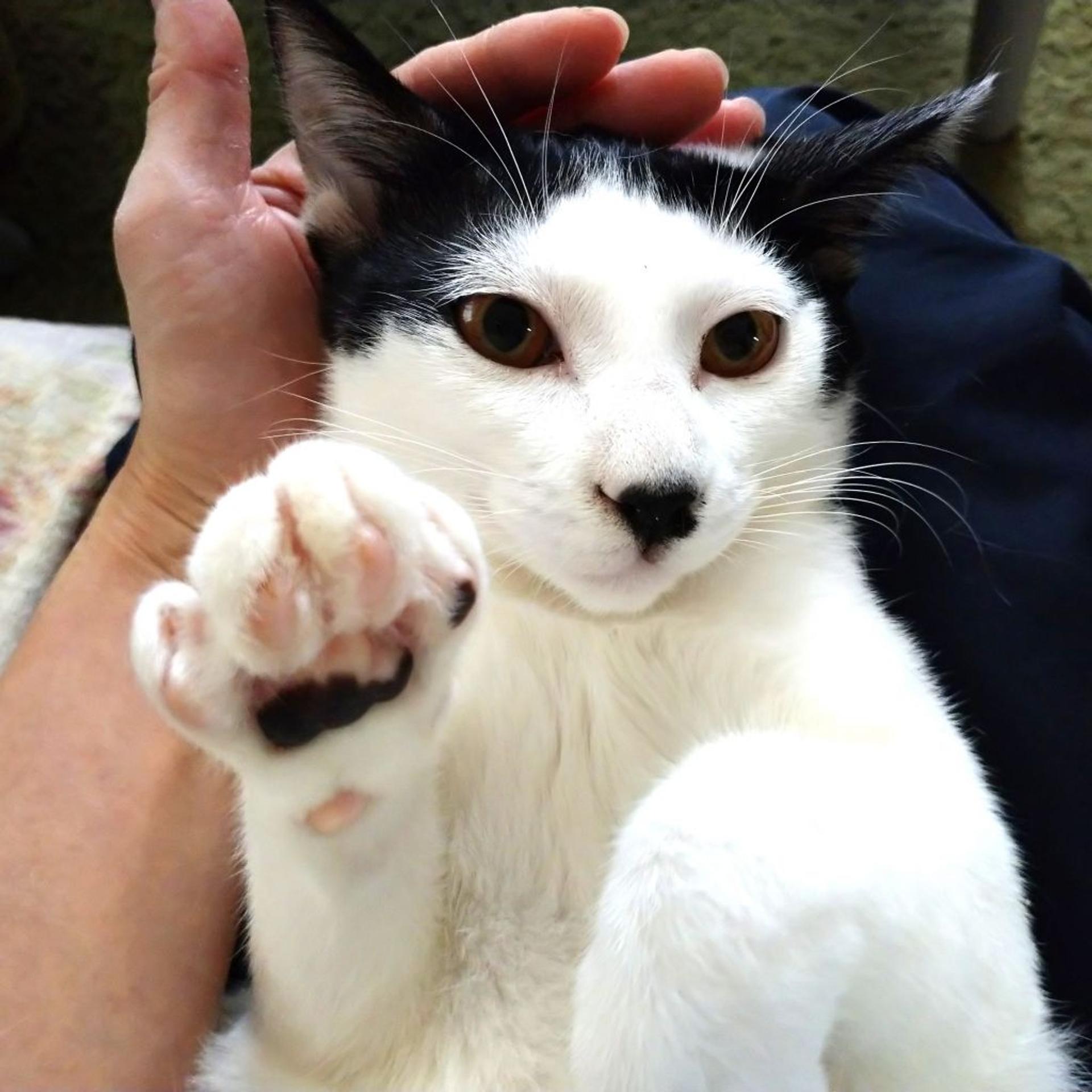 pet-image-2