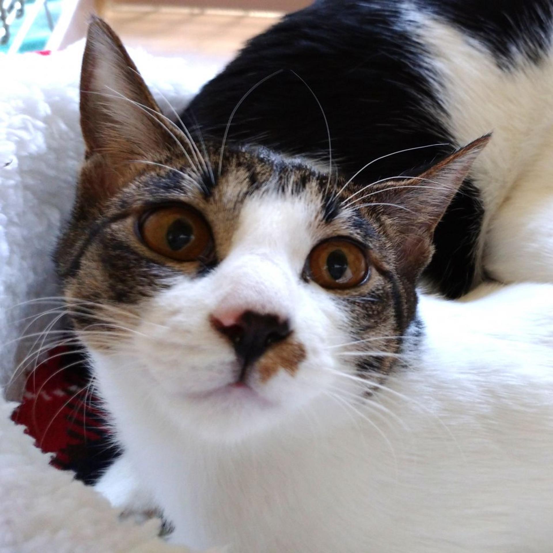 pet-image-3