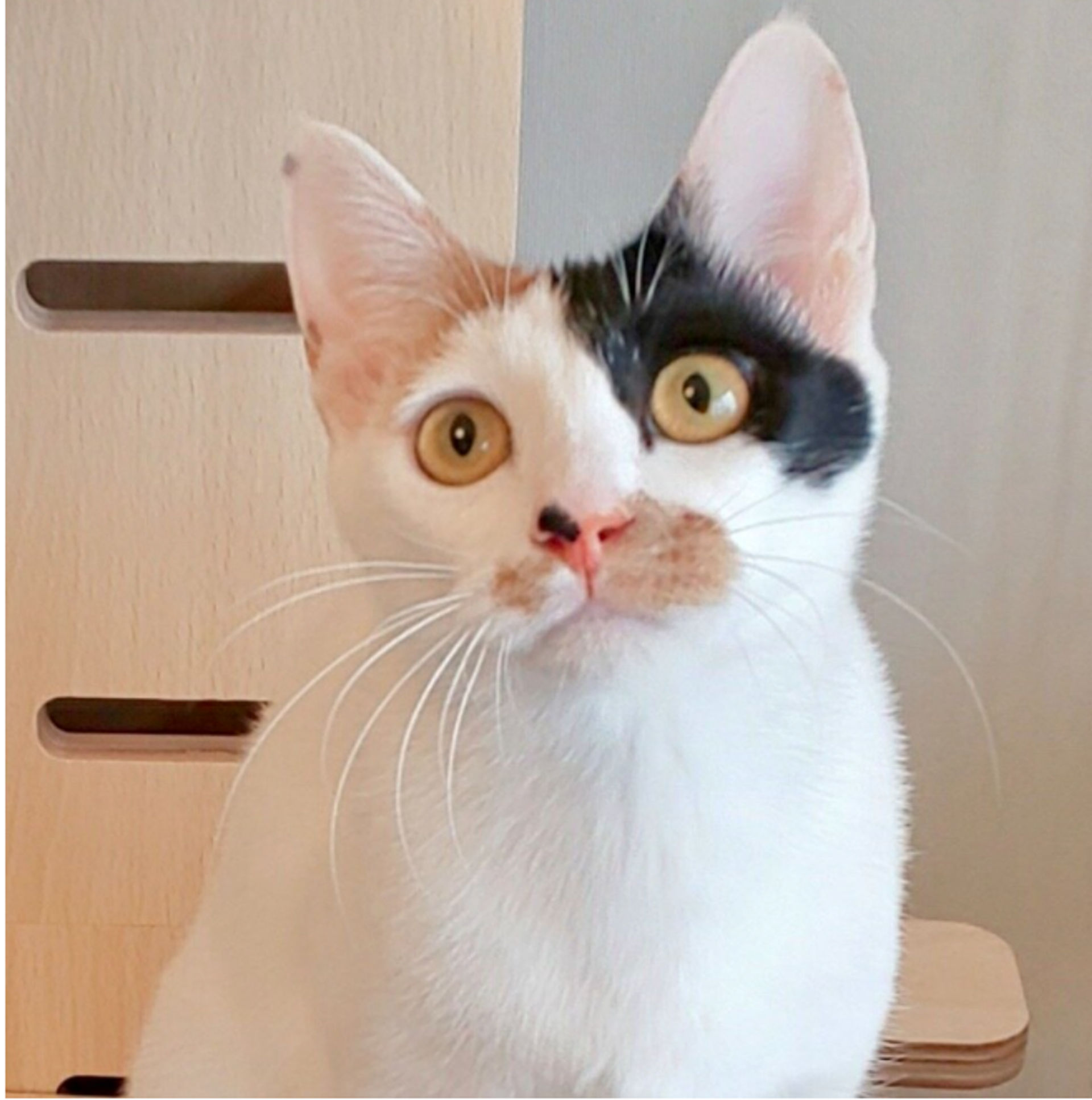 雑種（ミックス猫）・メスの里親募集の写真
