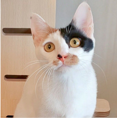 ブレアの写真