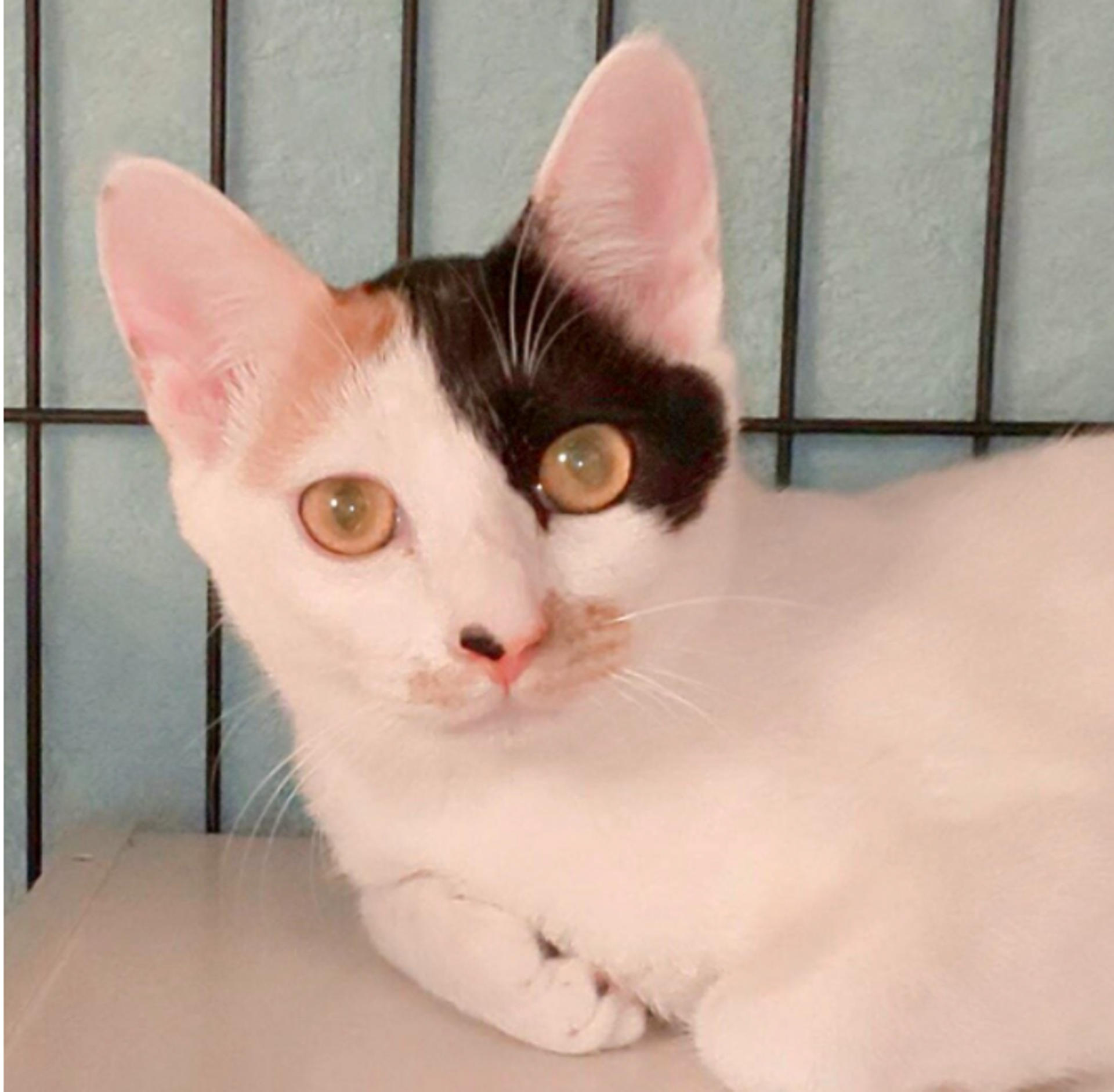 pet-image-4