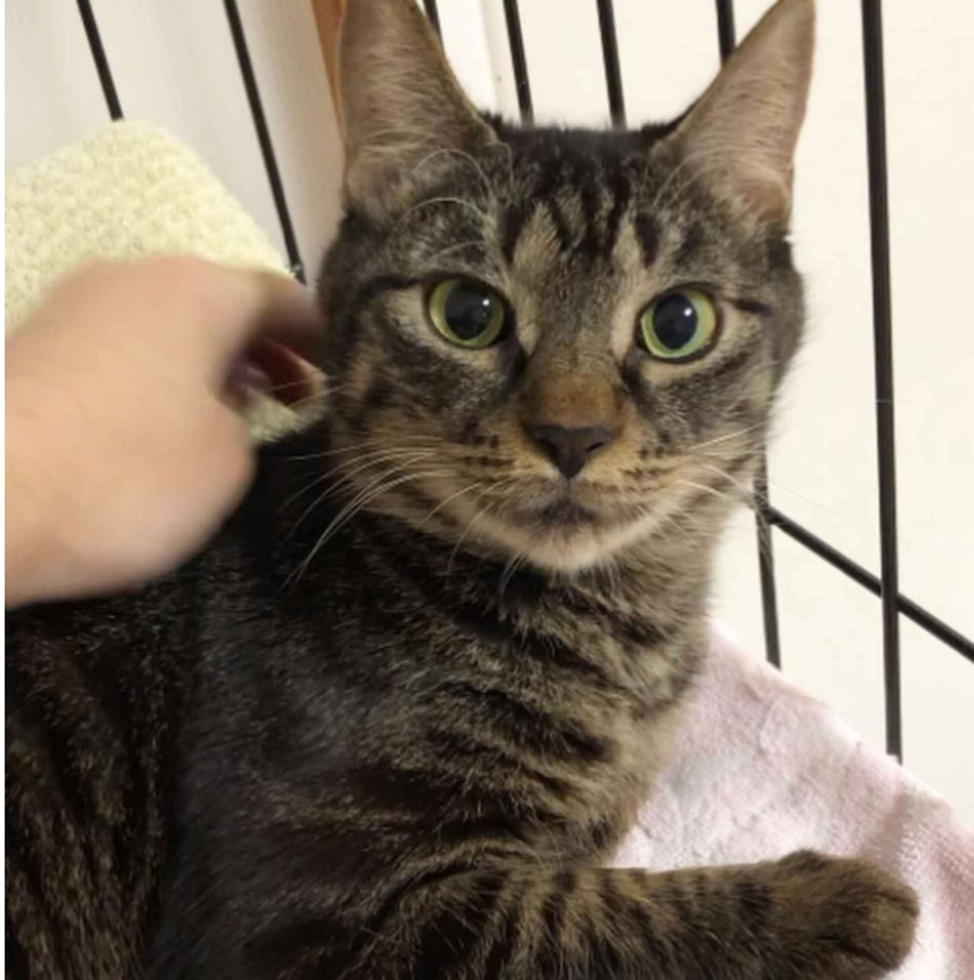 雑種（ミックス猫）・メスの里親募集の写真