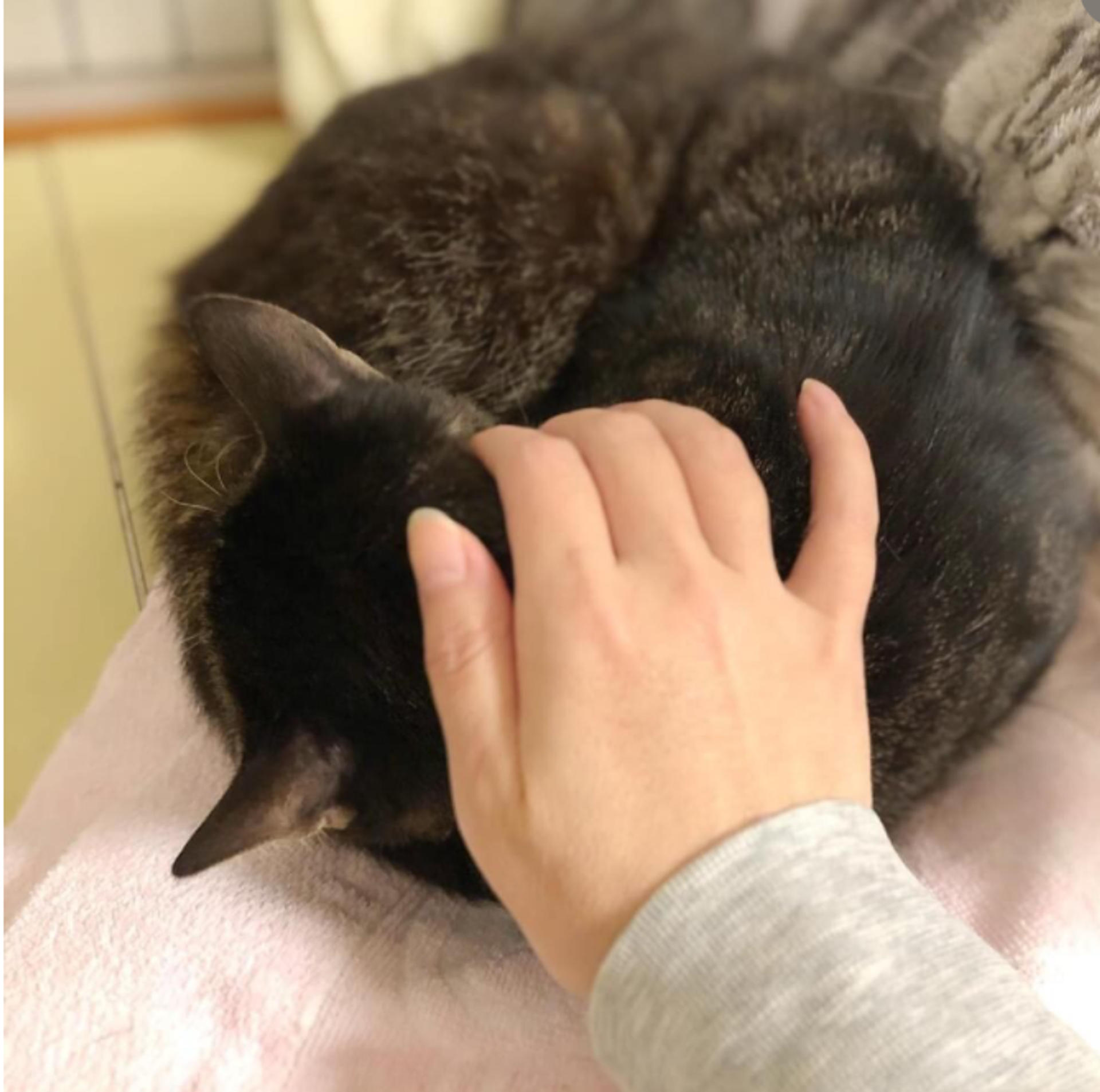 pet-image-5