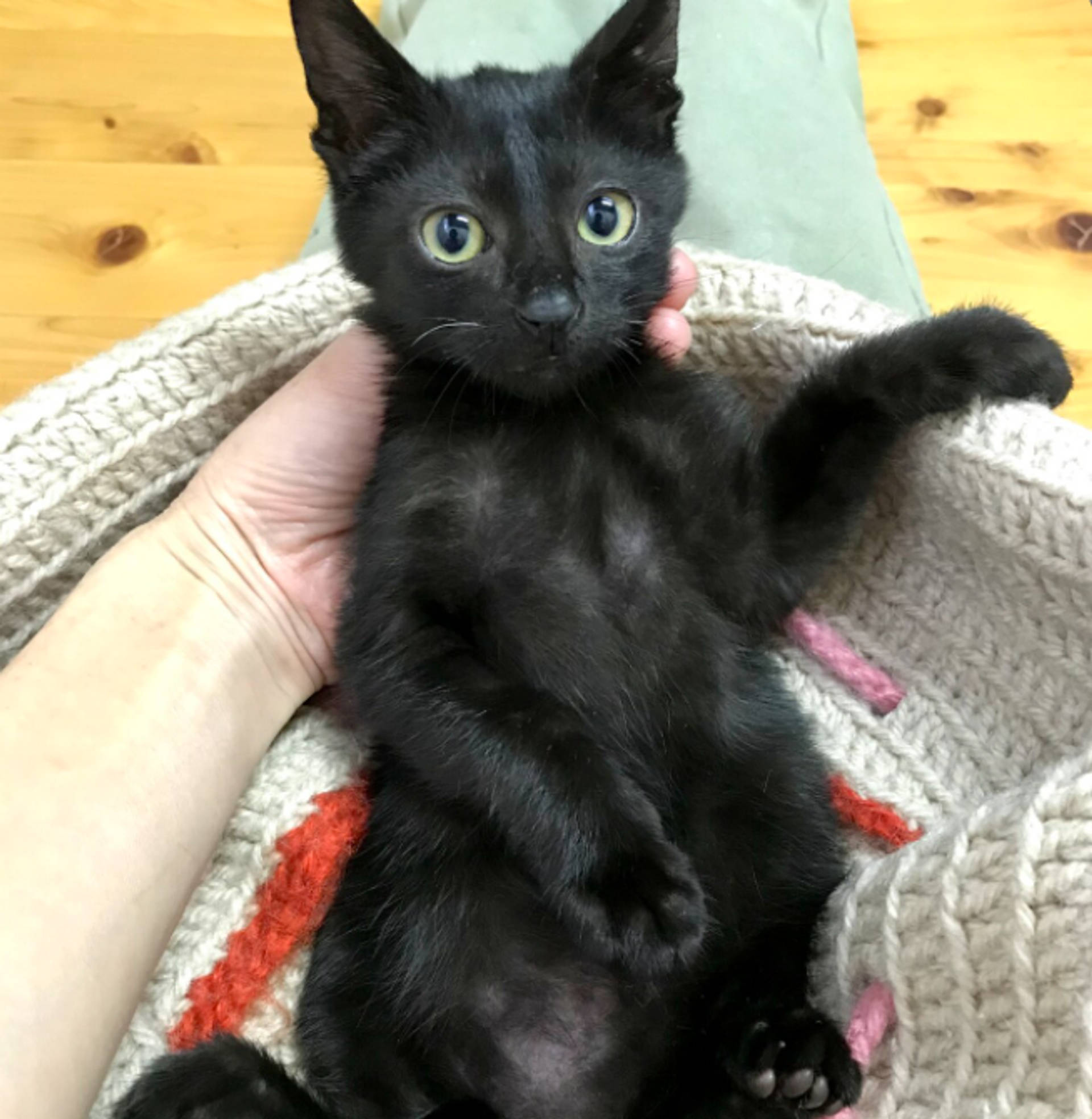 雑種（ミックス猫）・メスの里親募集の写真