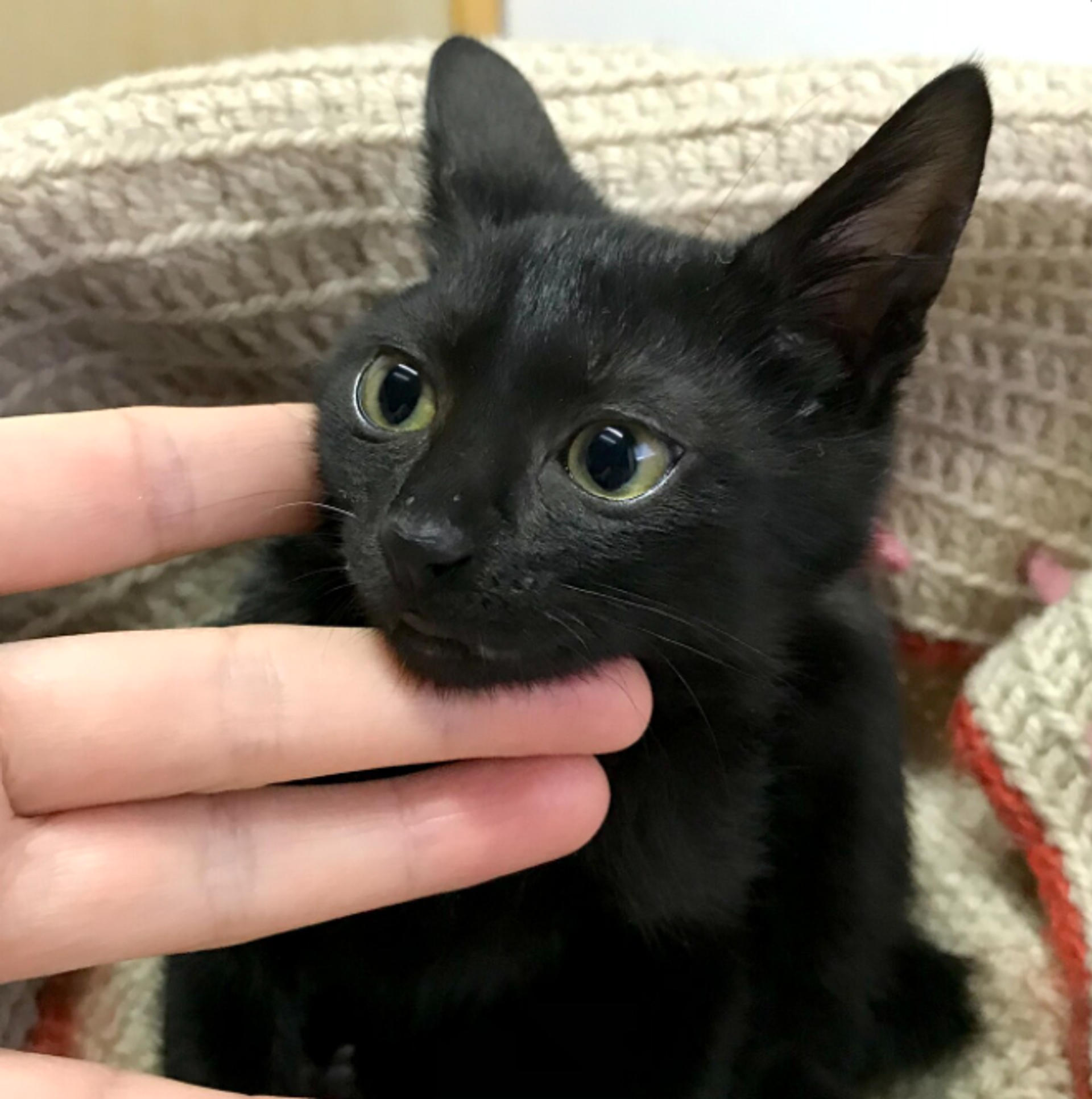 pet-image-2