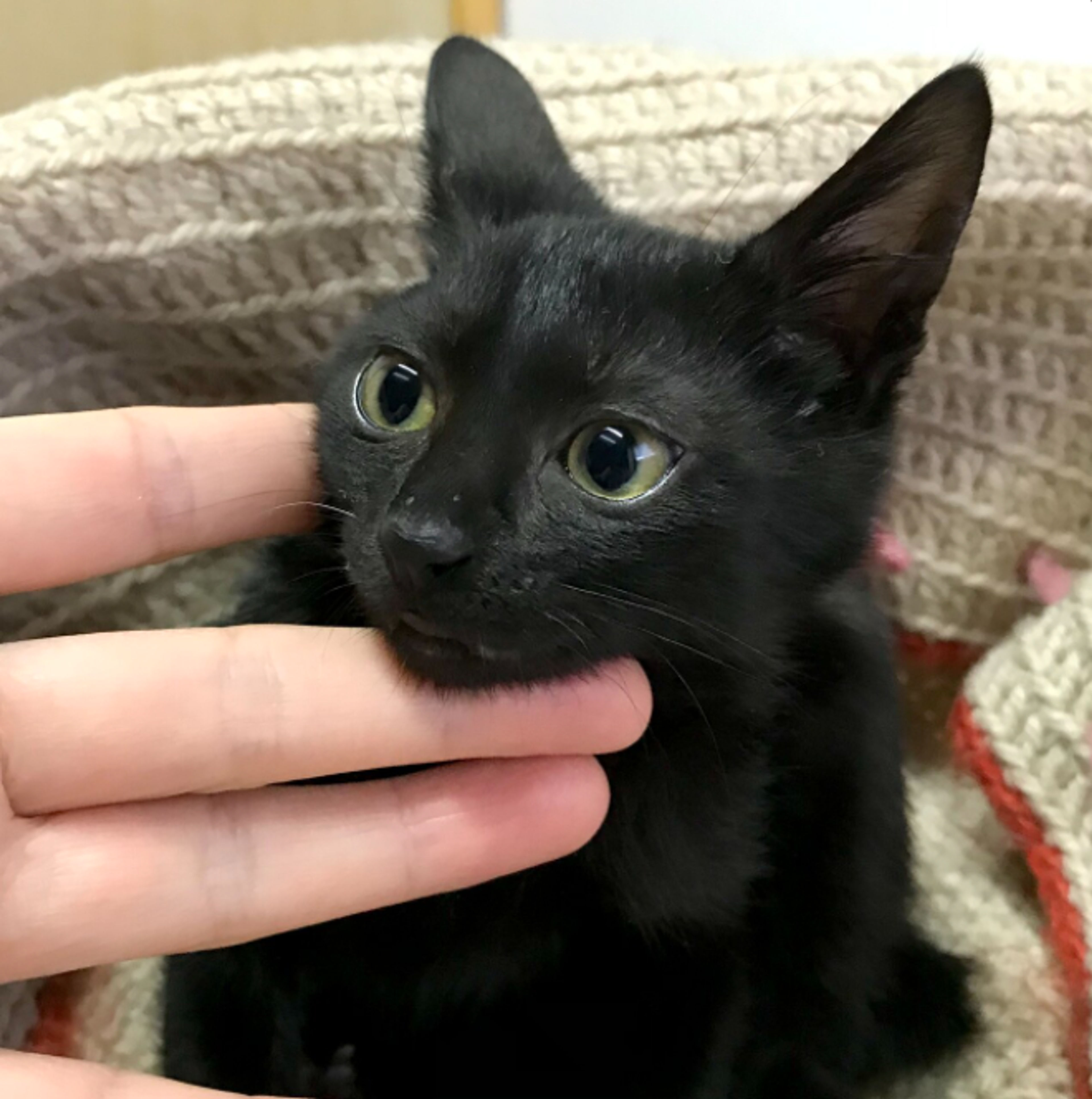 pet-image-2