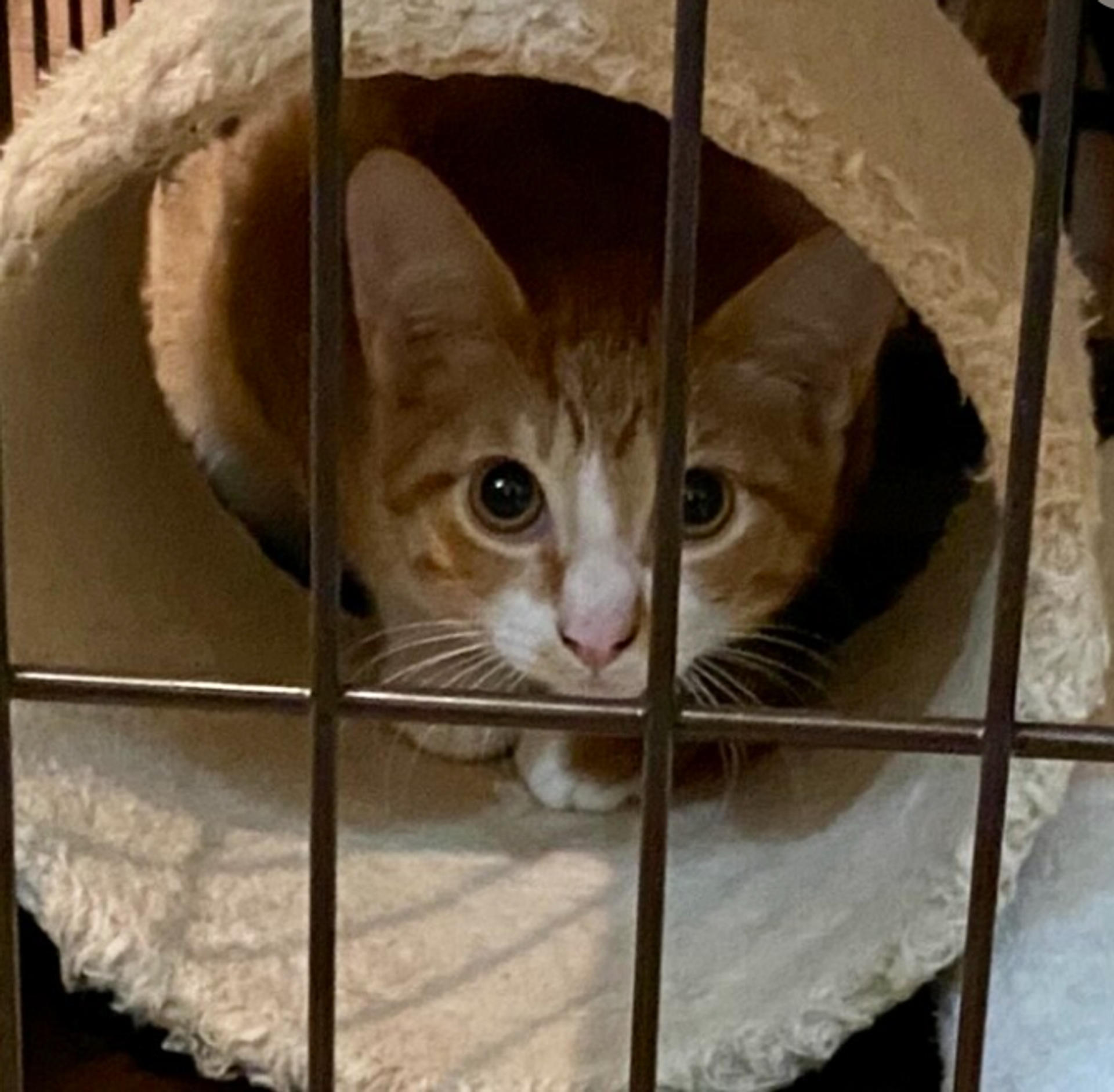 pet-image-4