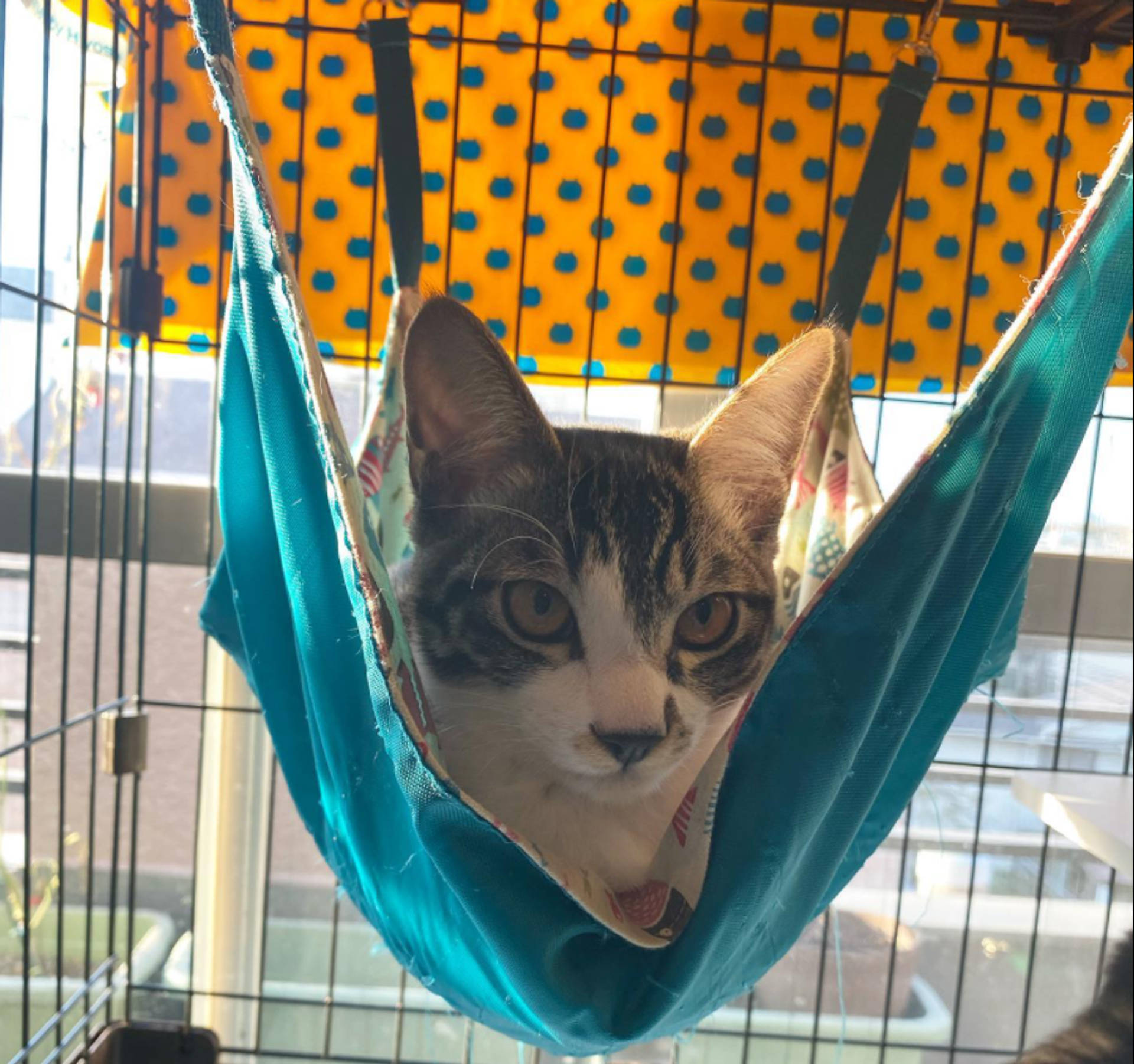 雑種（ミックス猫）・オスの里親募集の写真