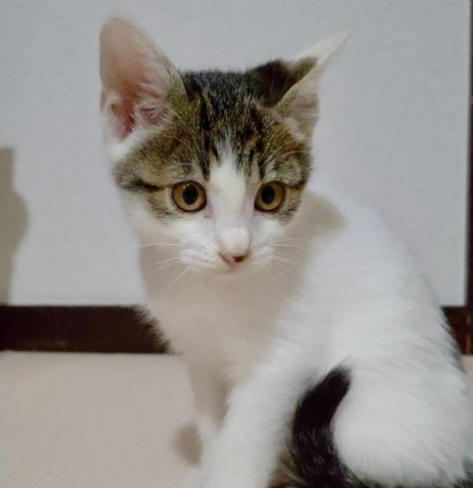 pet-image-3
