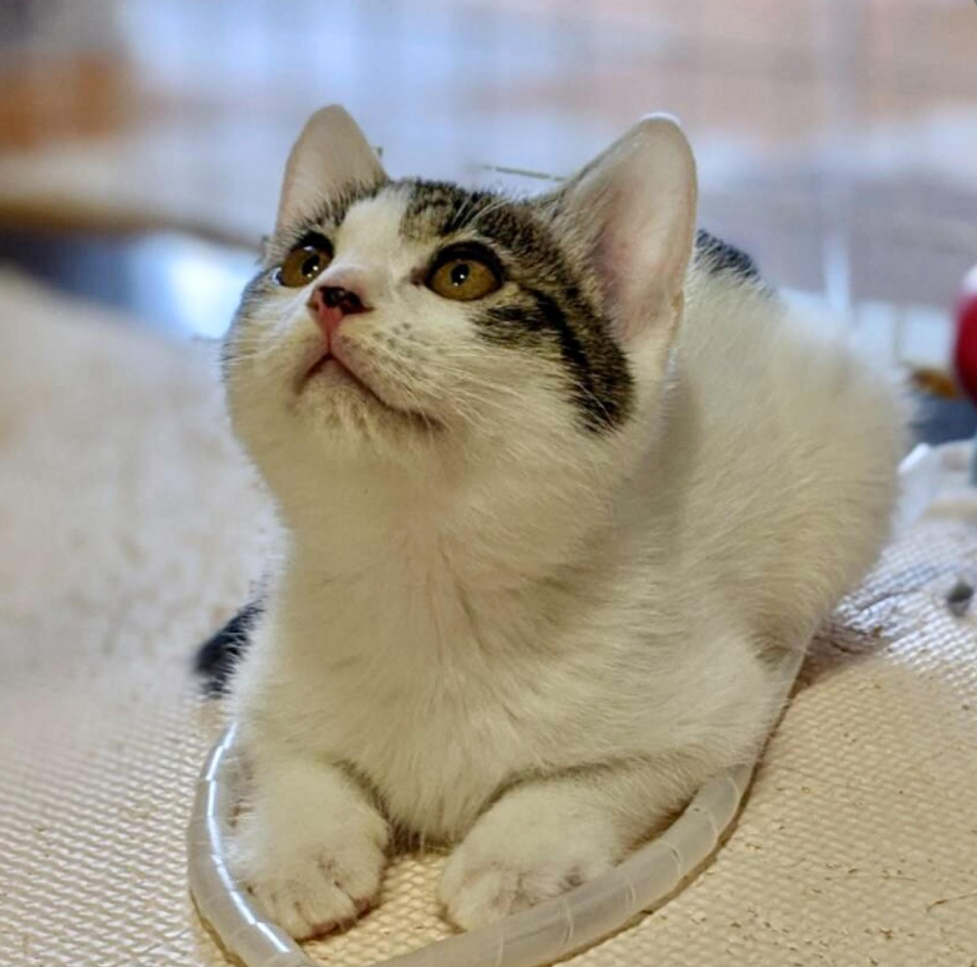 pet-image-7