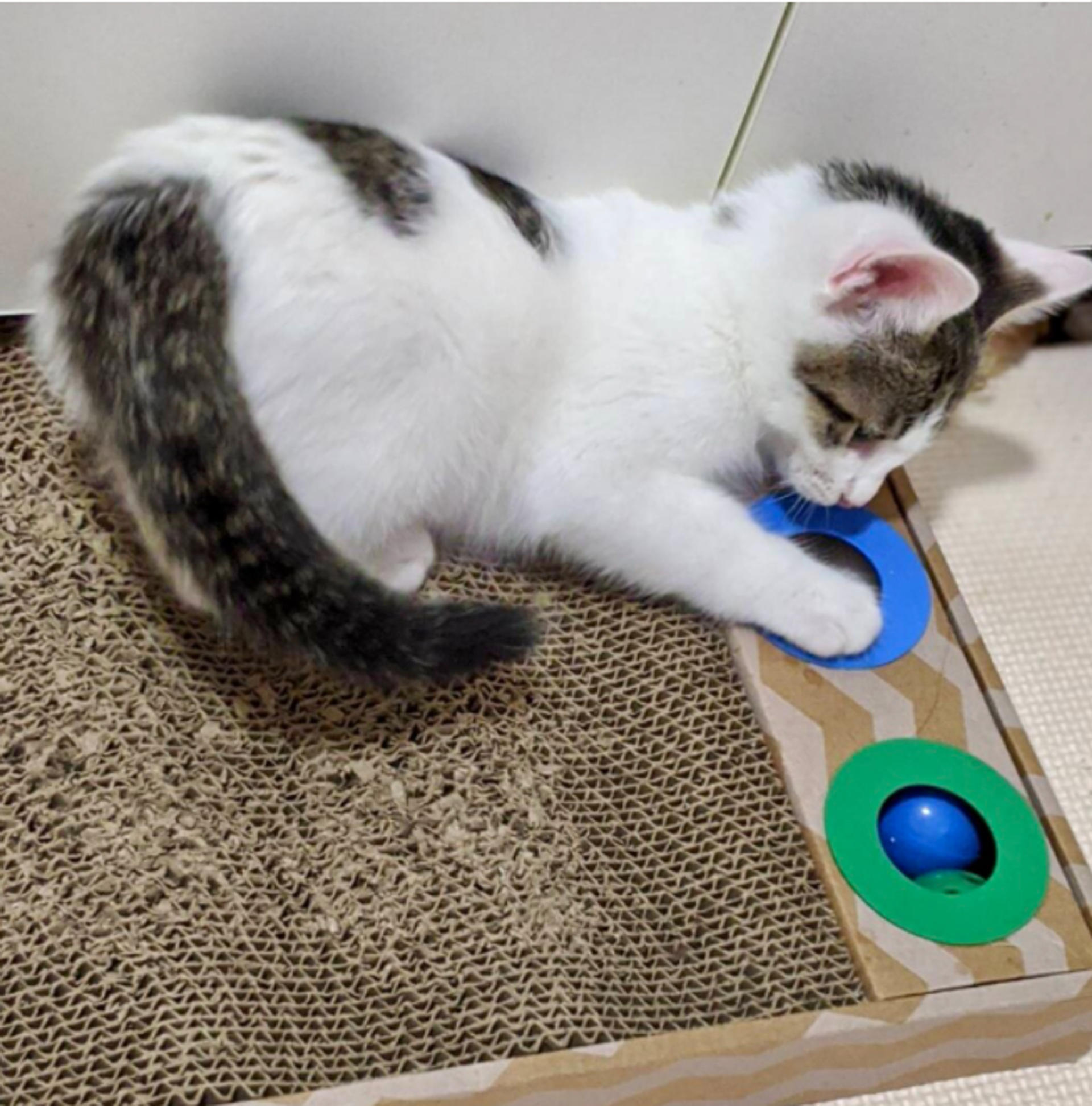 pet-image-9