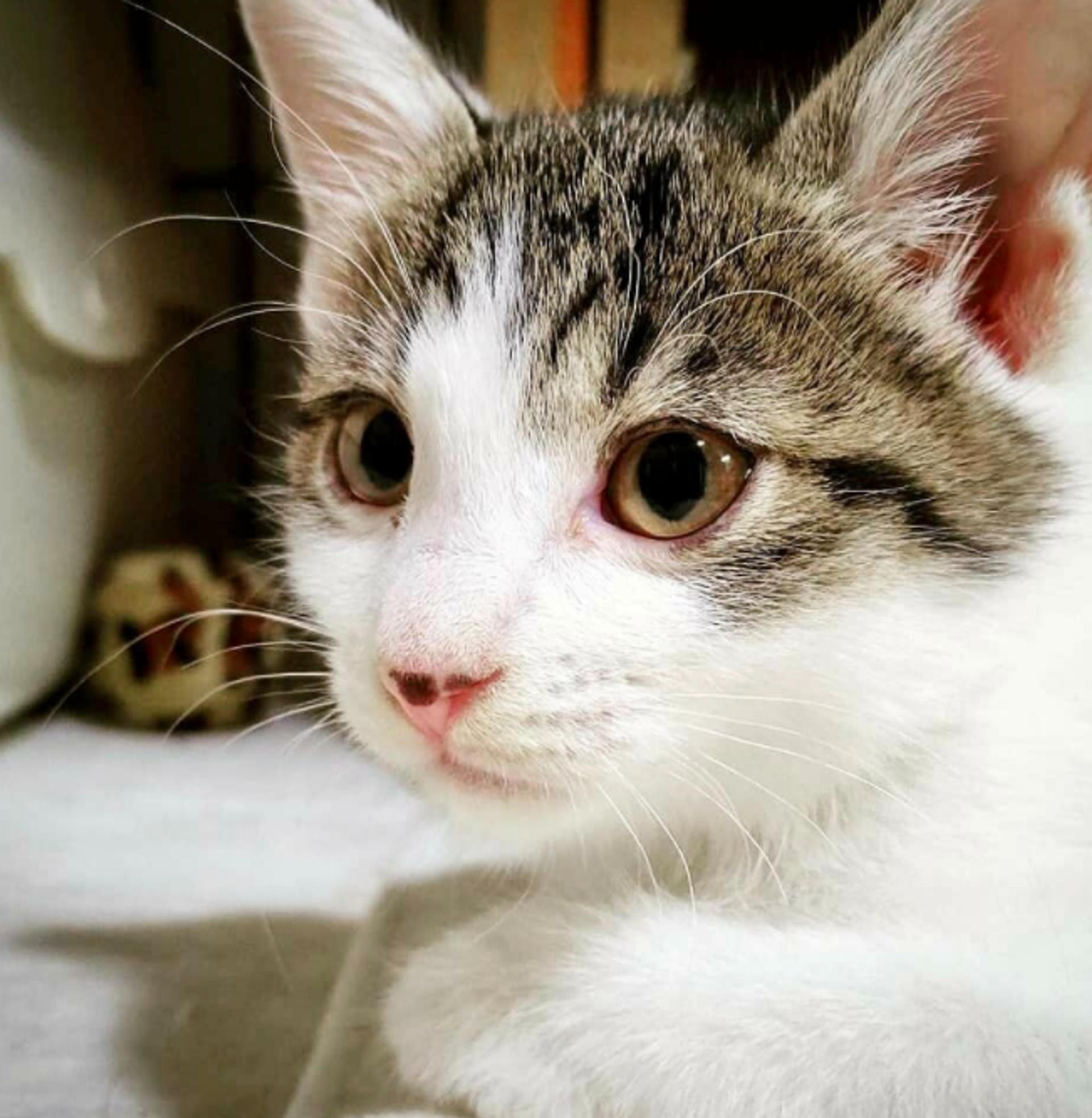 pet-image-4