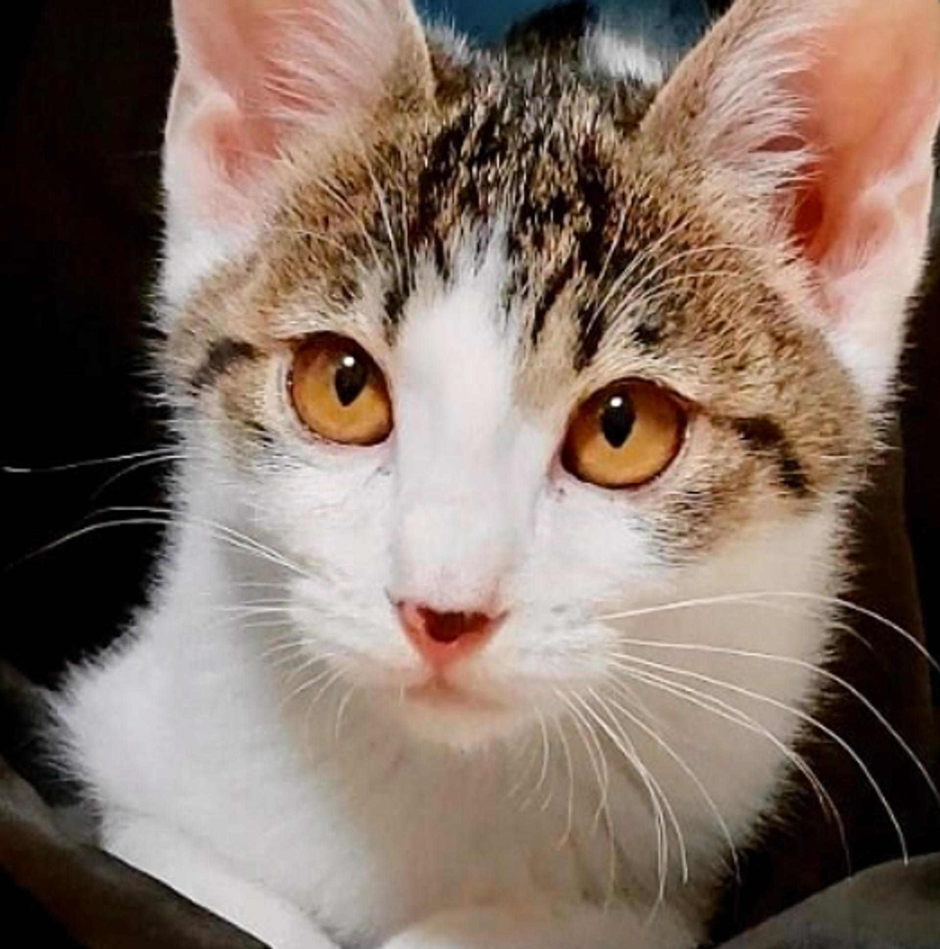 pet-image-8