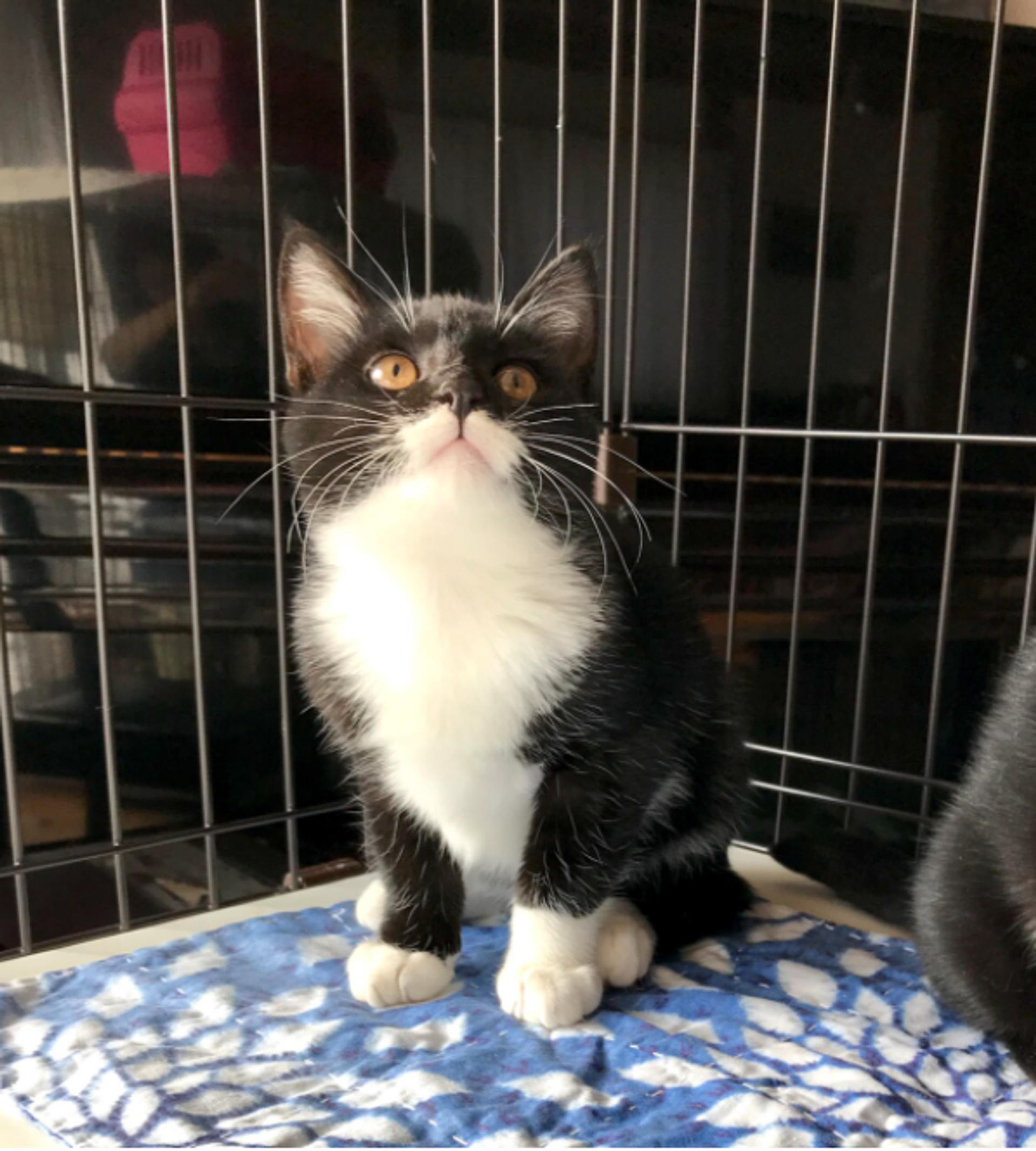 pet-image-5