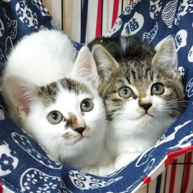 おもち＆つむぎ