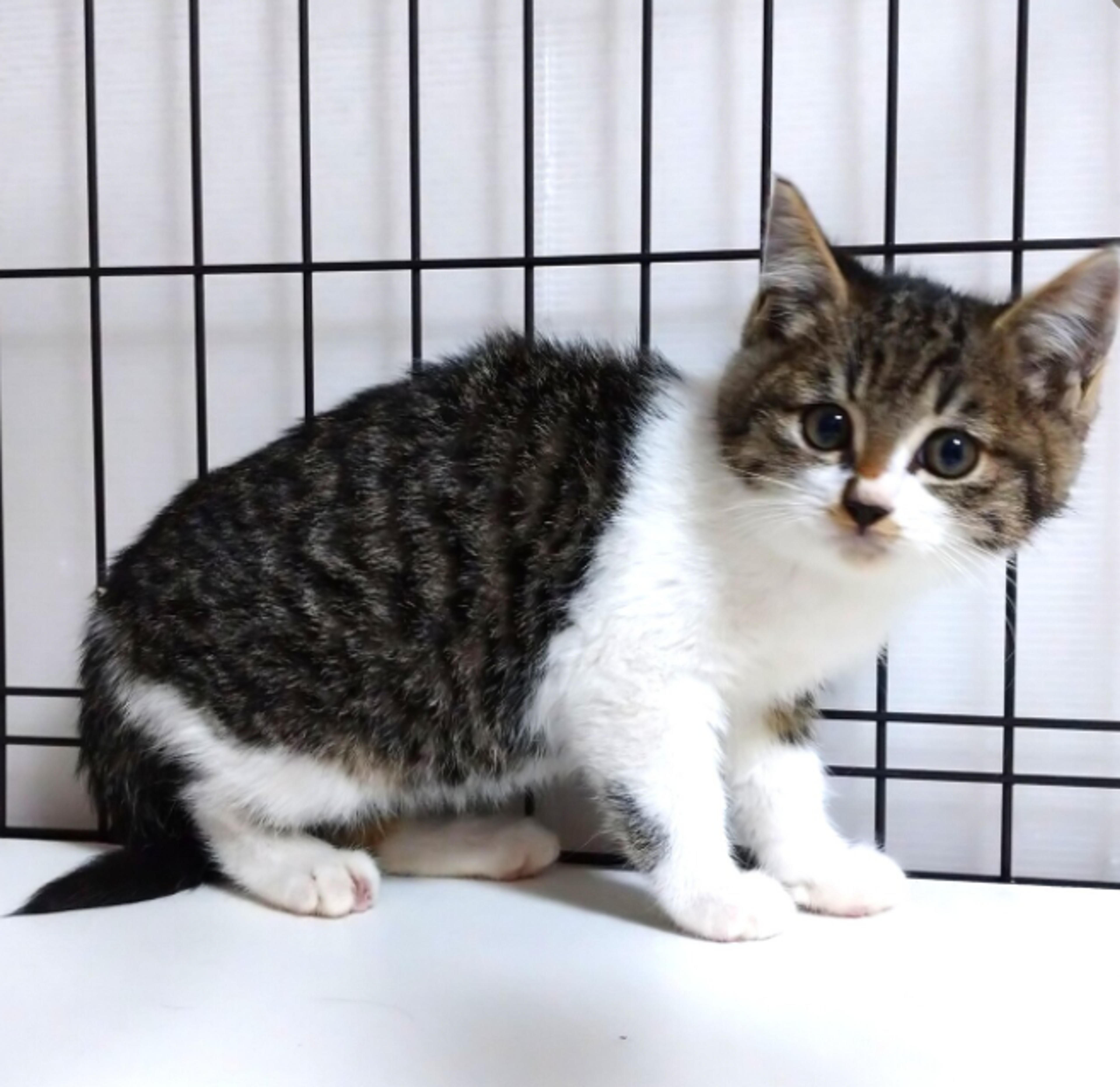 pet-image-3