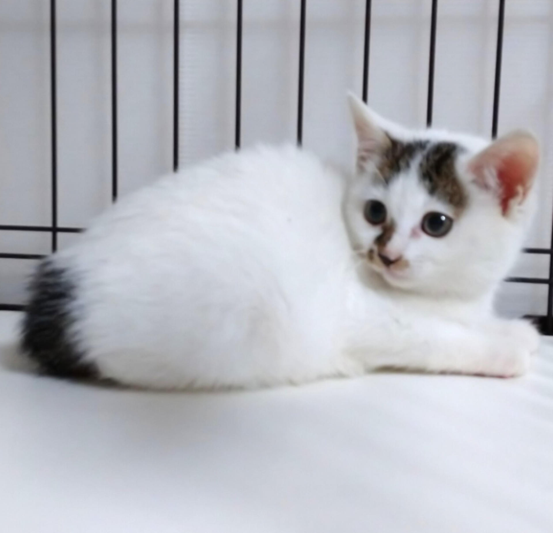 pet-image-4