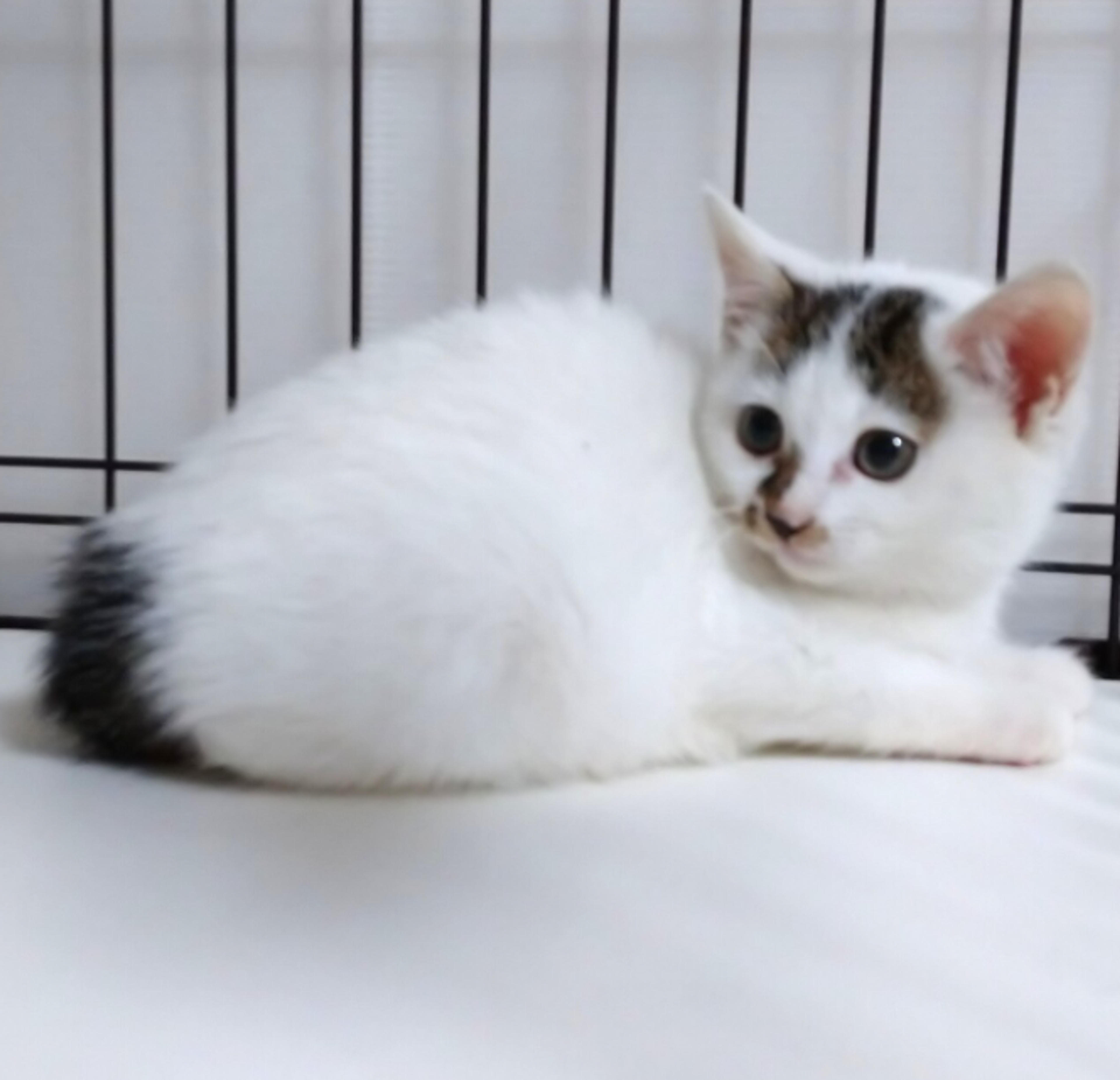 pet-image-4
