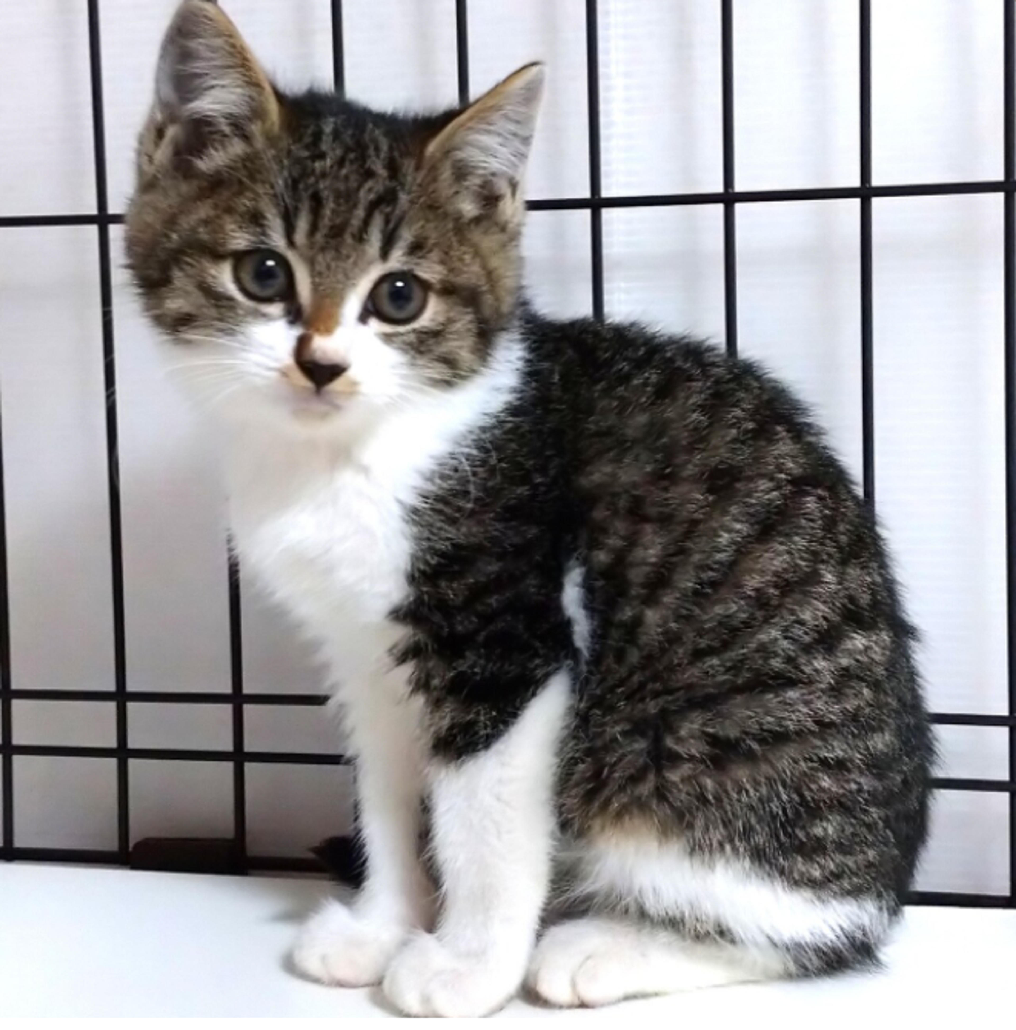 pet-image-5